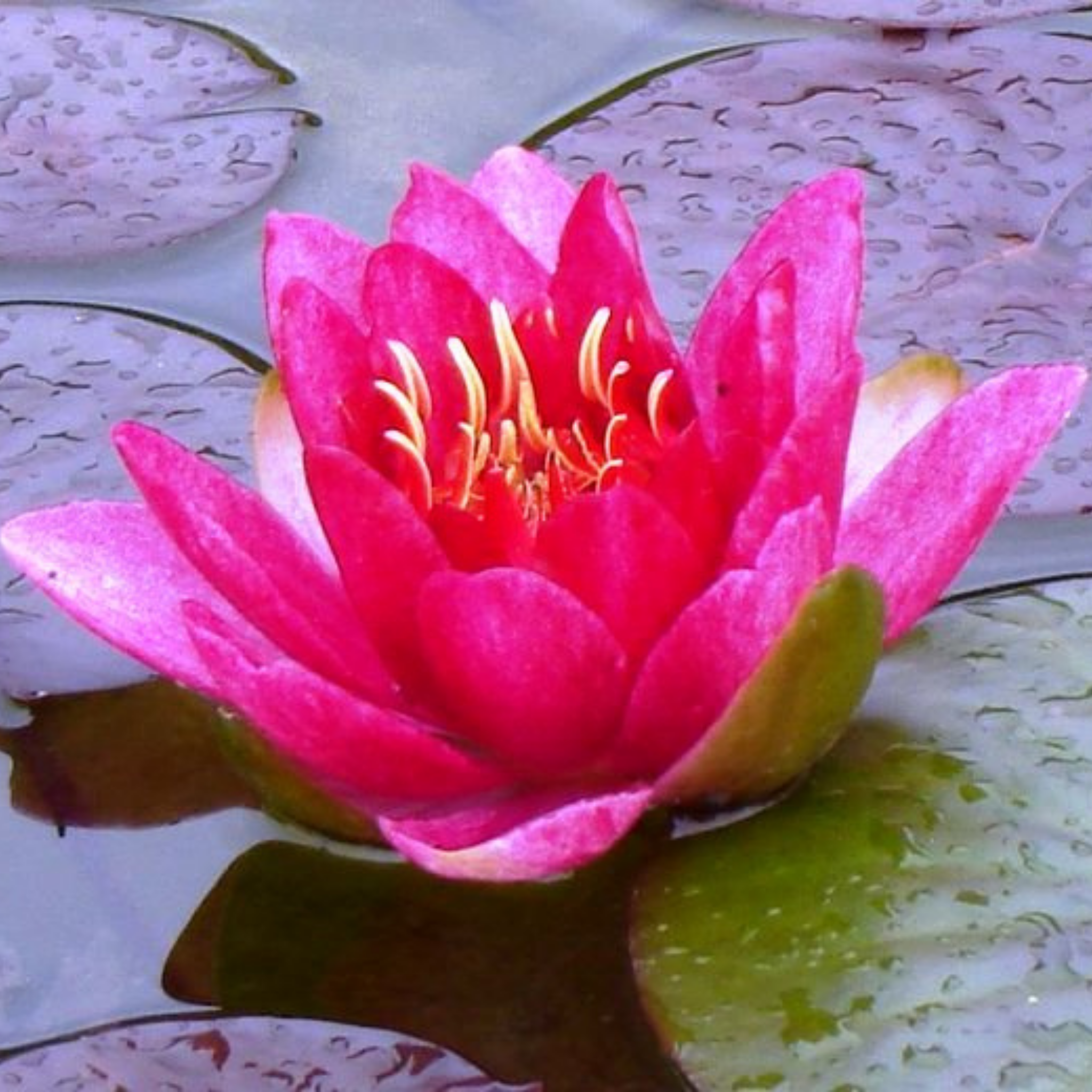 Red Water Lily - Nymphaea hybrida Red