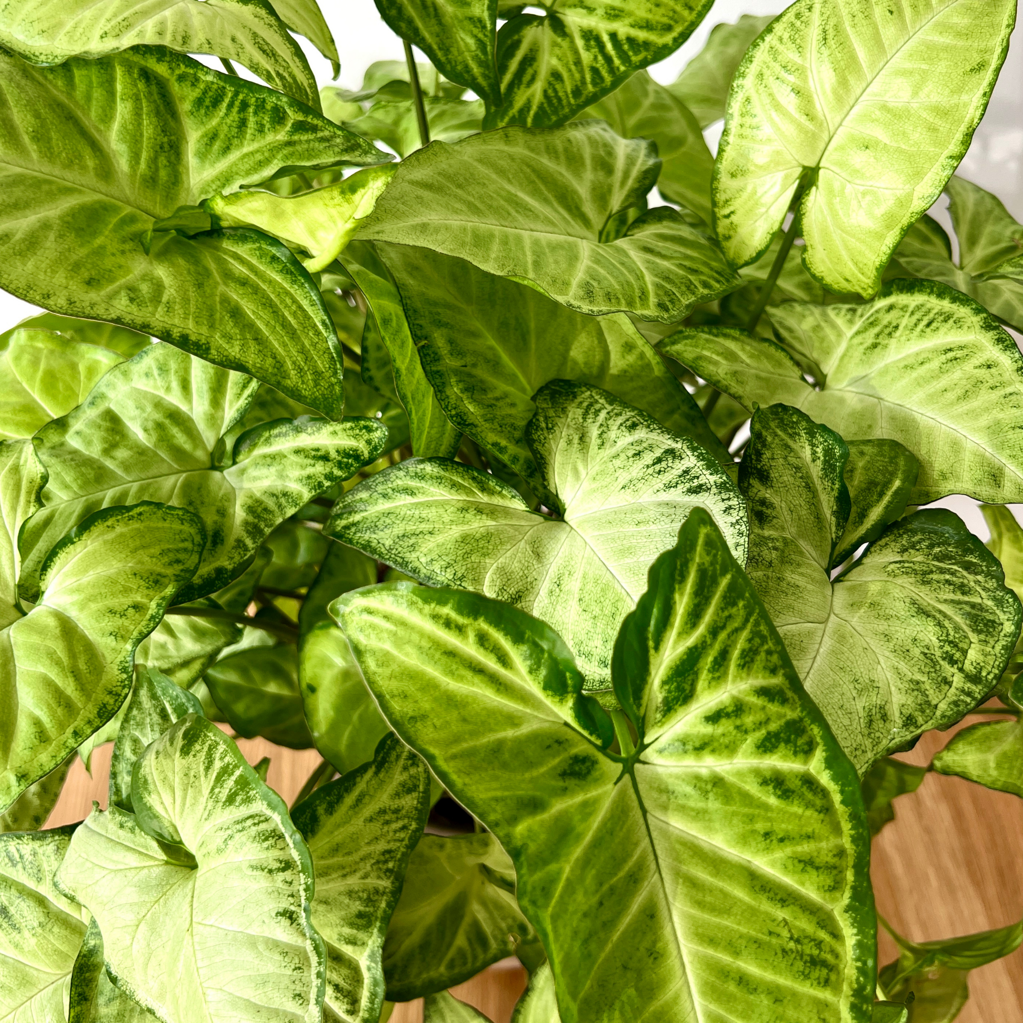 Variegated Syngonium - Syngonium podophyllum 'White Butterfly' Arrowhead Plant