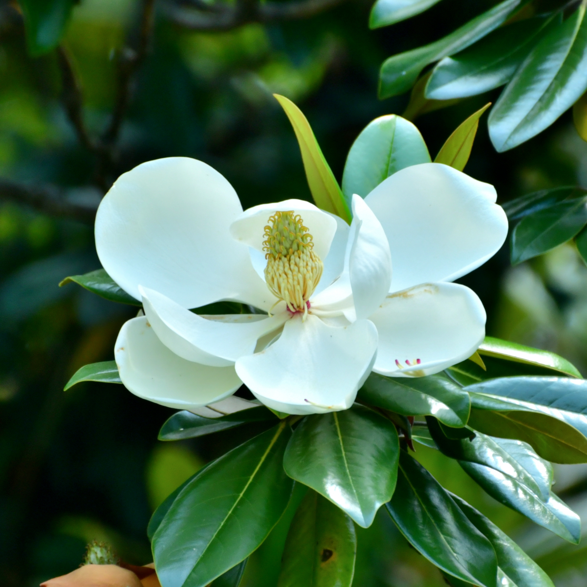 Magnolia Sweet and Neat - Magnolia grandiflora Sweet N Neat