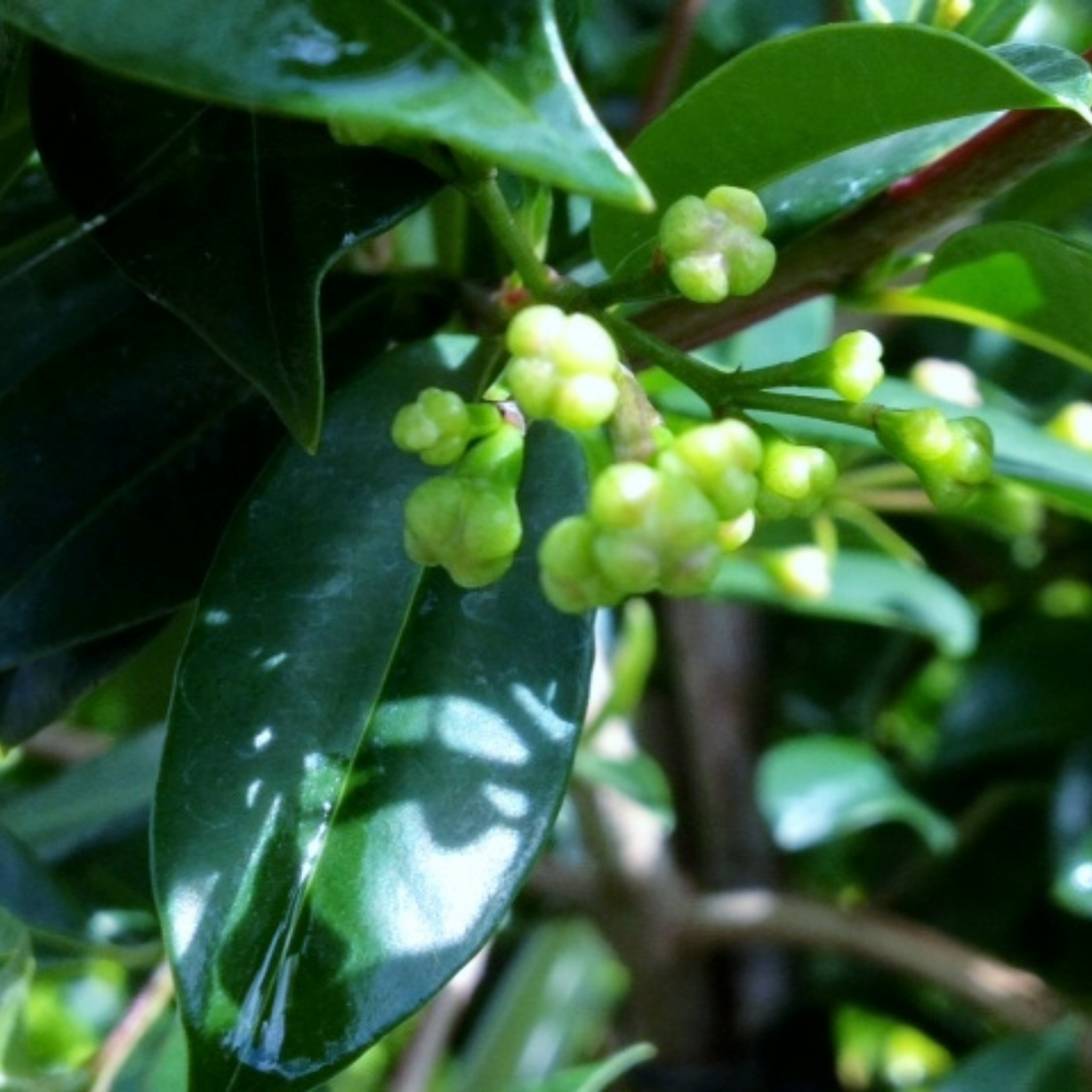 Lilly Pilly Screen It - Syzygium australe Screen It