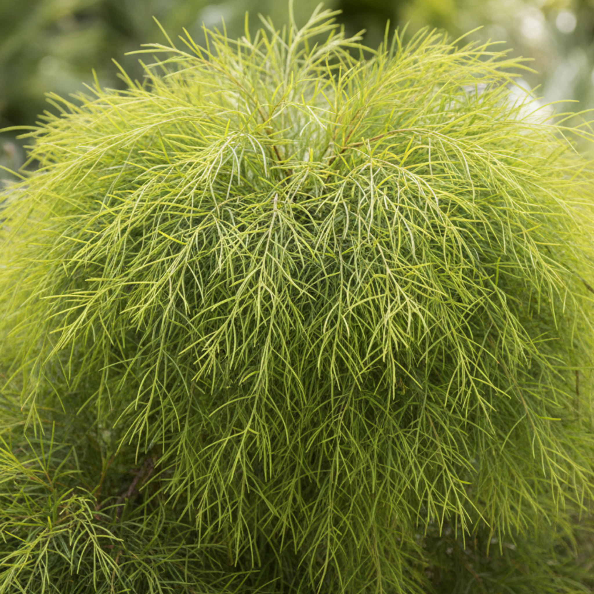 Dwarf River Wattle - Acacia cognata Limelight