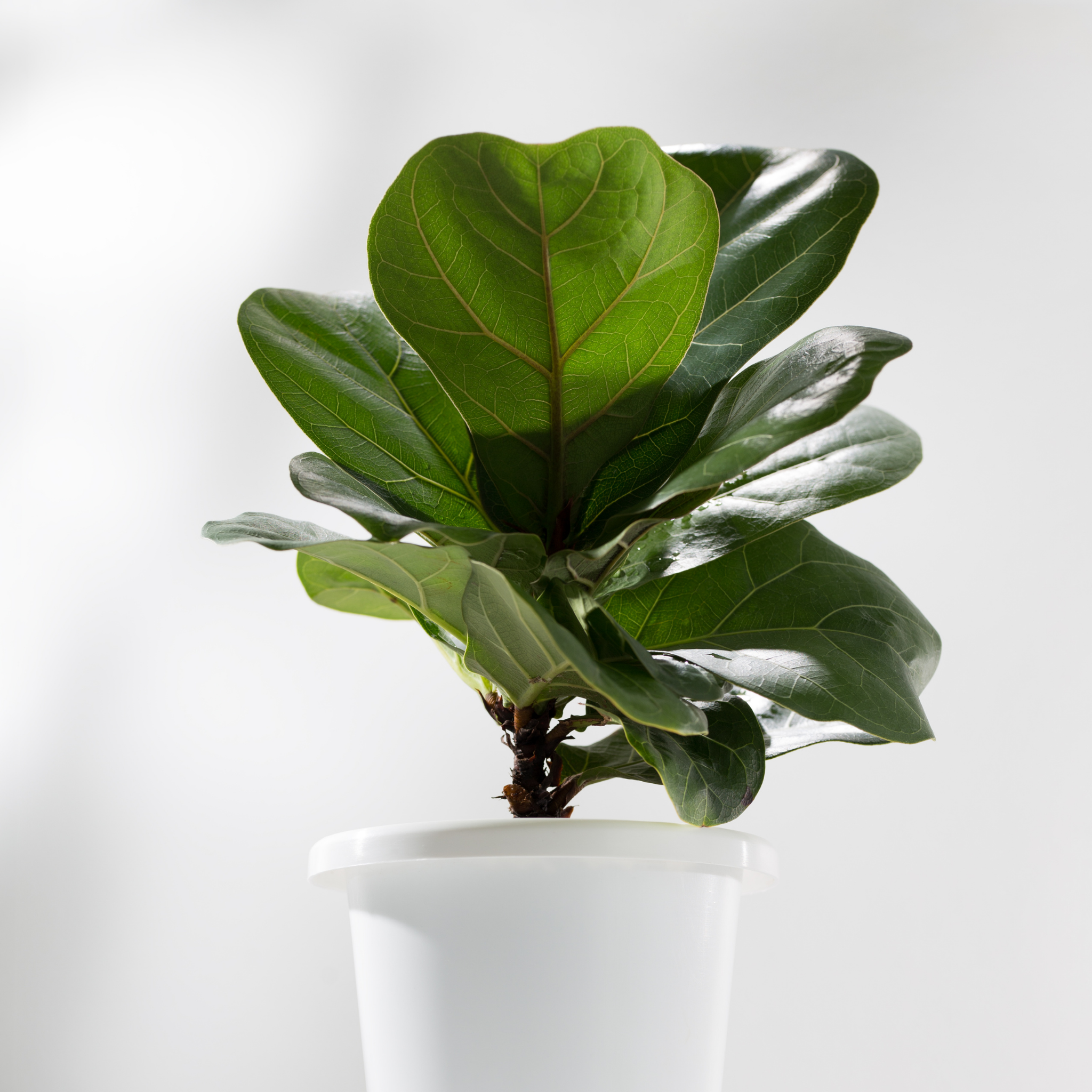 Fiddle Leaf Fig - Ficus lyrata