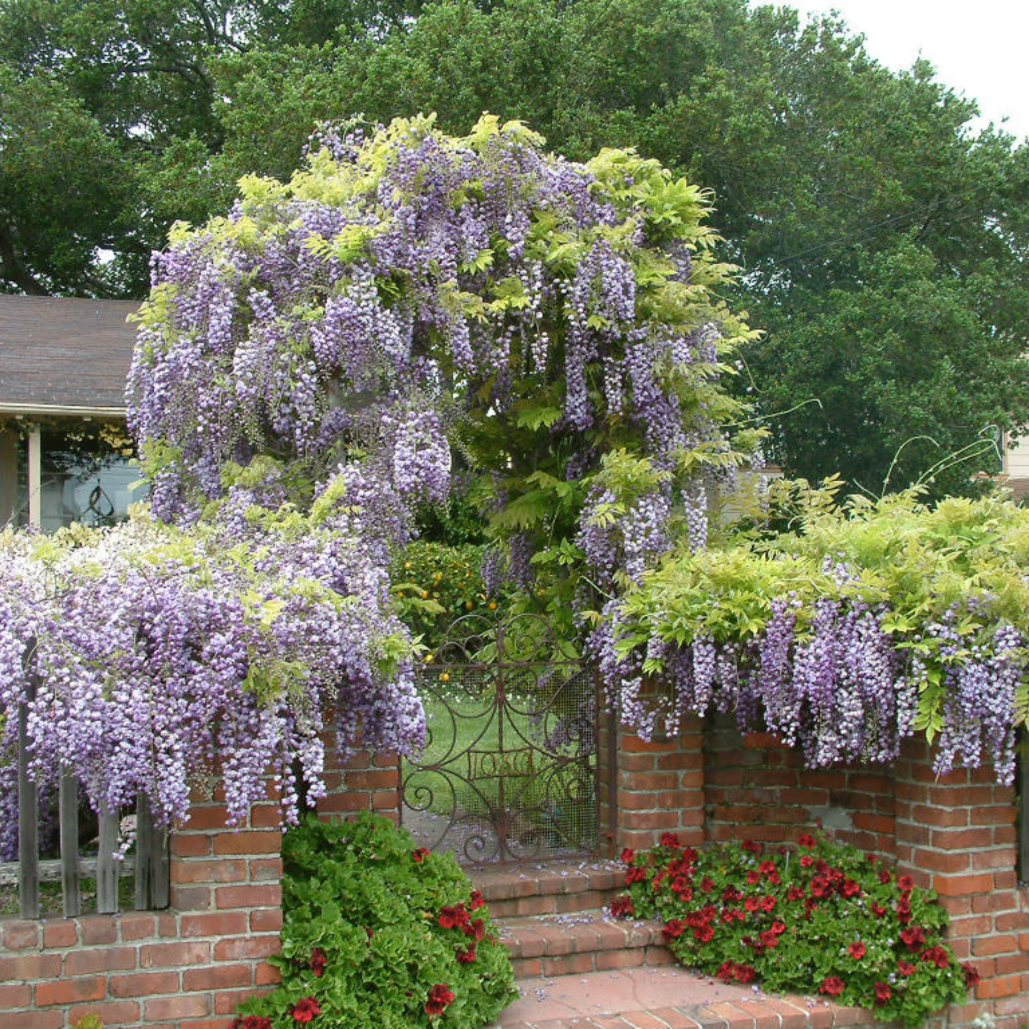 Chinese Wisteria - Wisteria sinensis