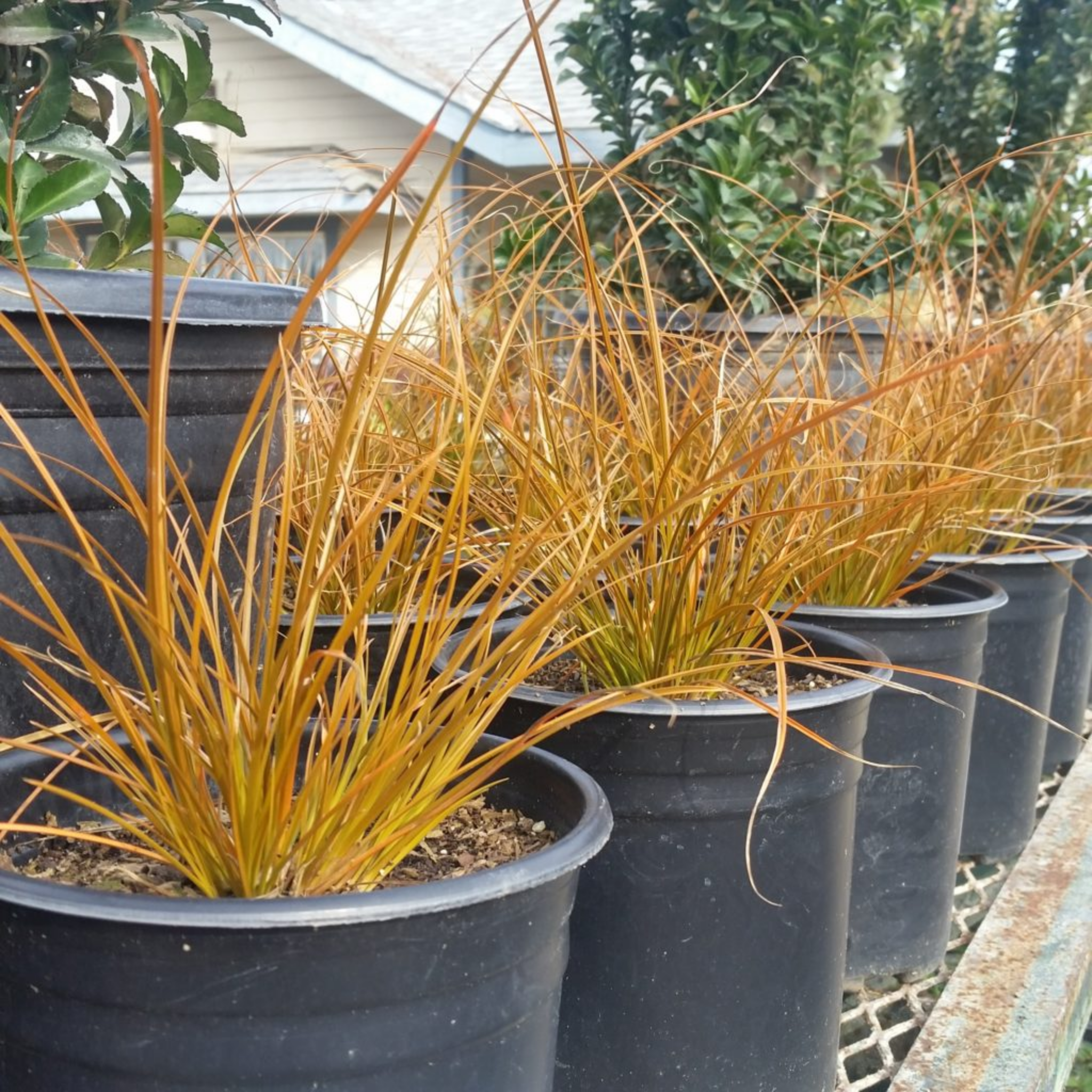 Row of potted plants with yellowish-brown foliage in black pots.