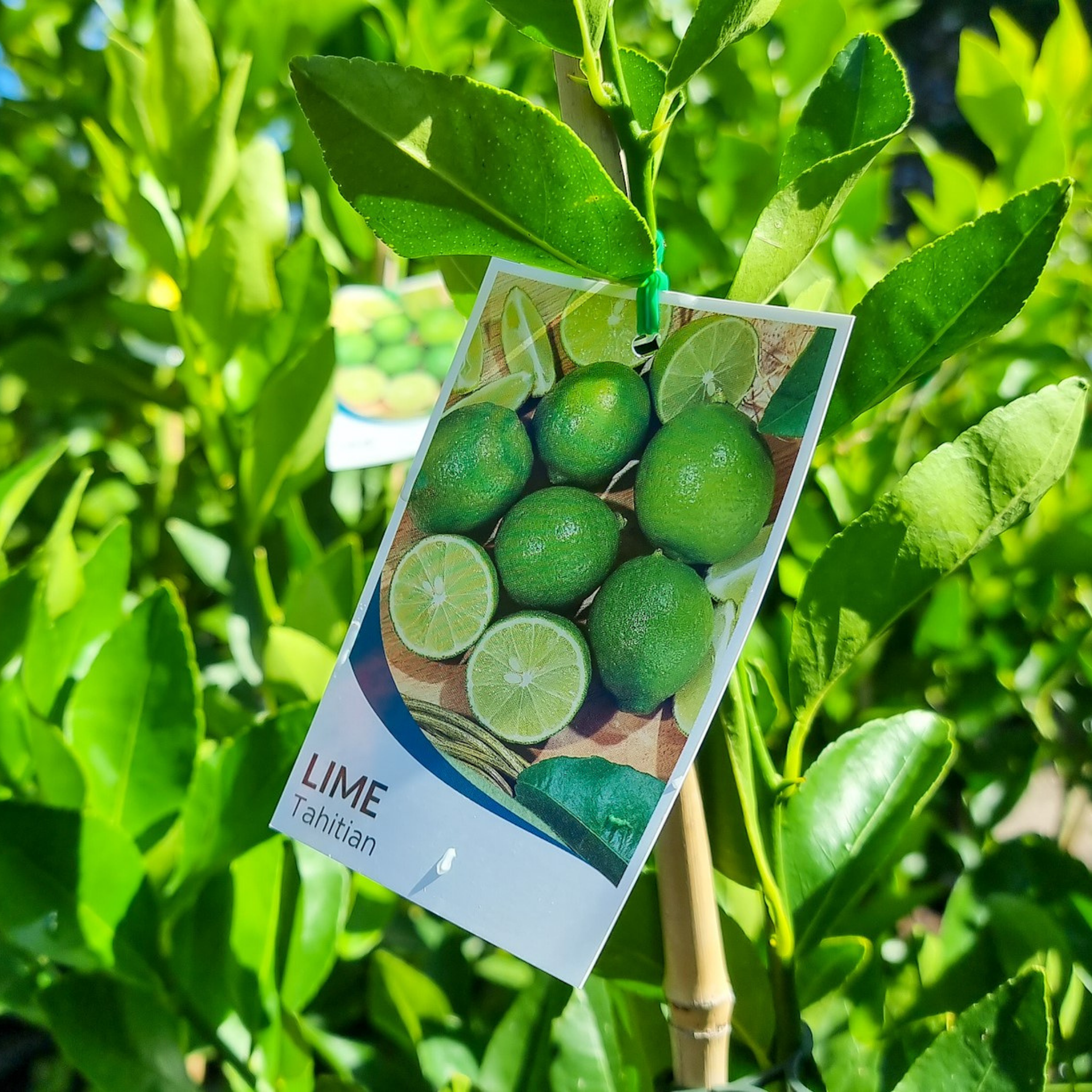 Tahitian Lime (Persian Lime) - Citrus latifolia