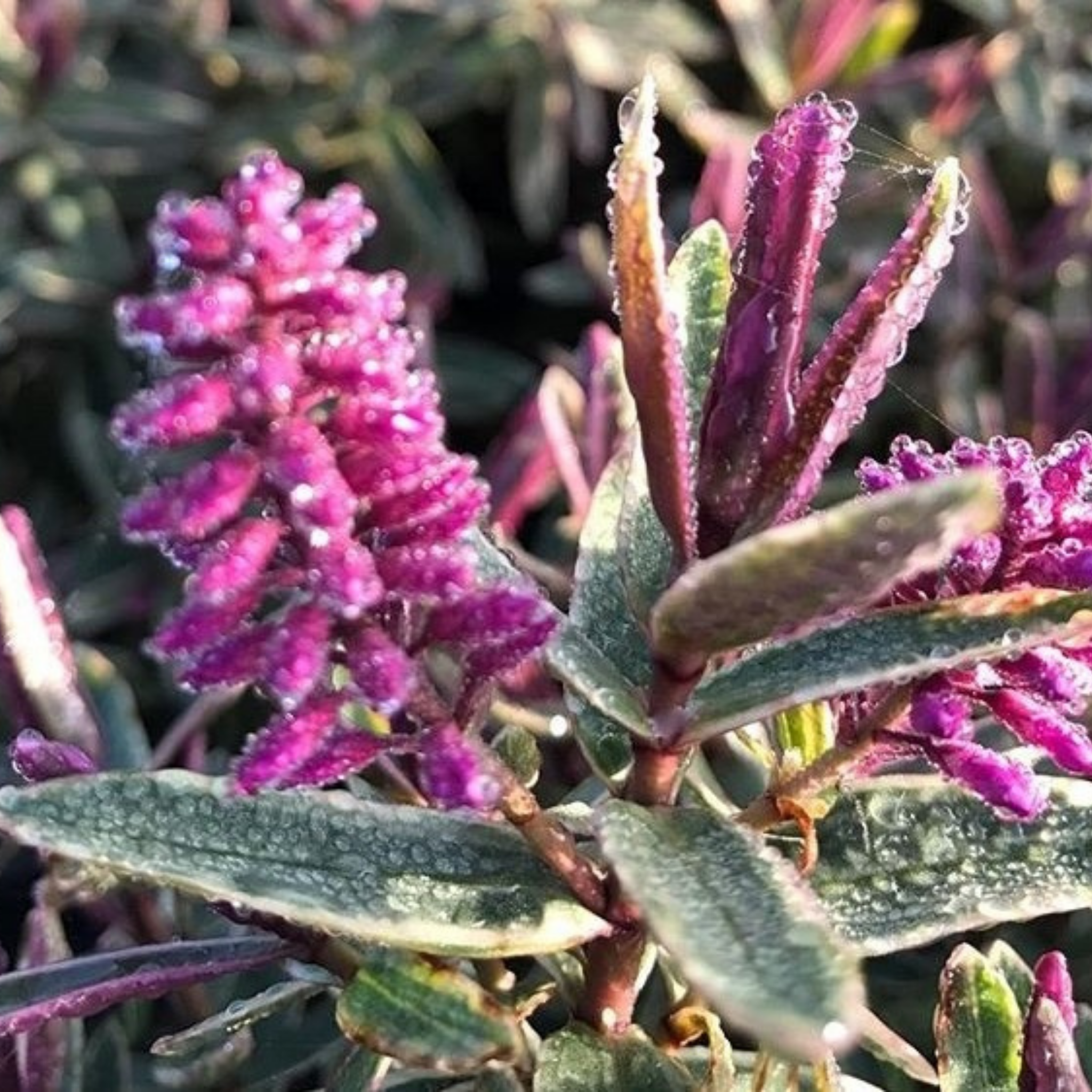 Hebe hybrida Annies Winter Wonder