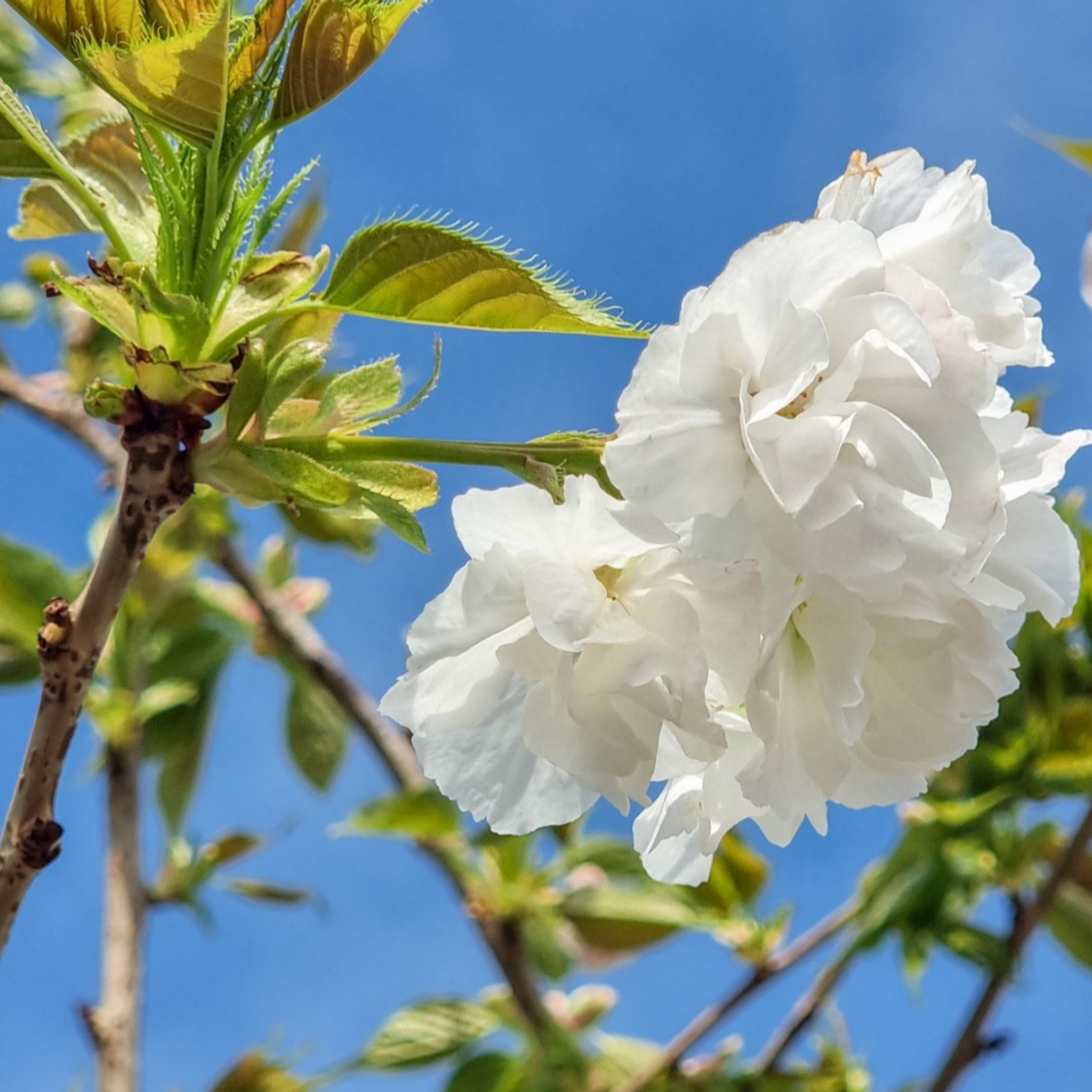 Weeping Japanese Flowering Cherry - Prunus serrulata 'Mt Fuji'