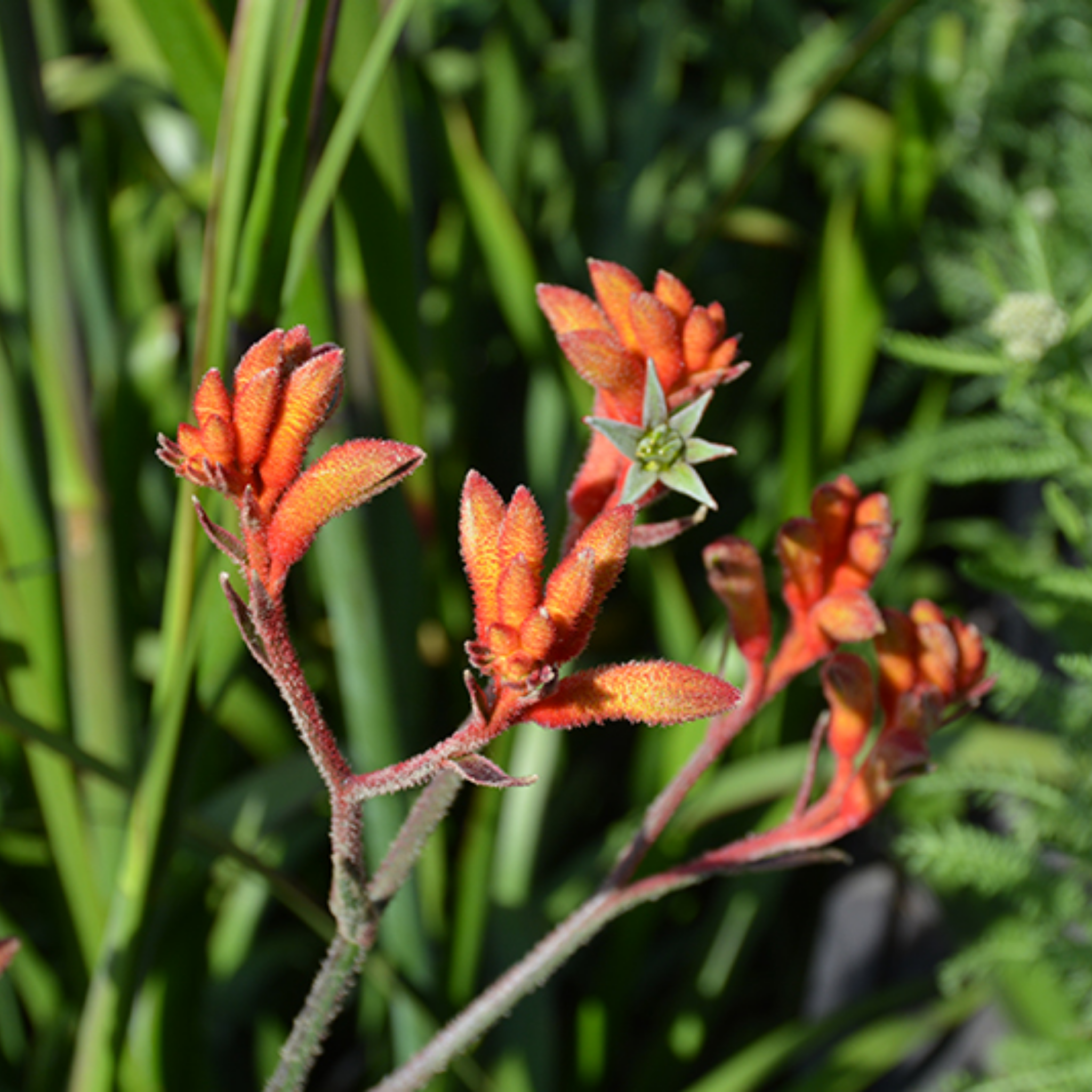Amber-red Kangaroo Paw 'Amber Velvet' - Anigozanthos hybrida
