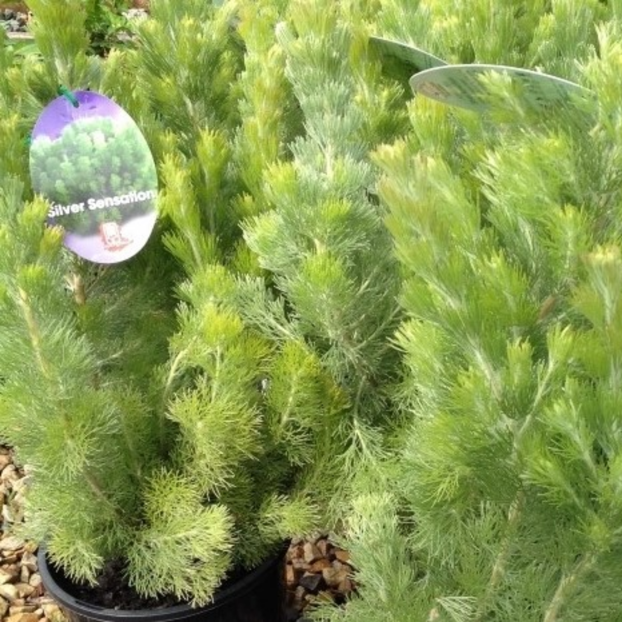 Woolly Bush Silver Sensation - Adenanthos sericeus 'Silver Sensation'