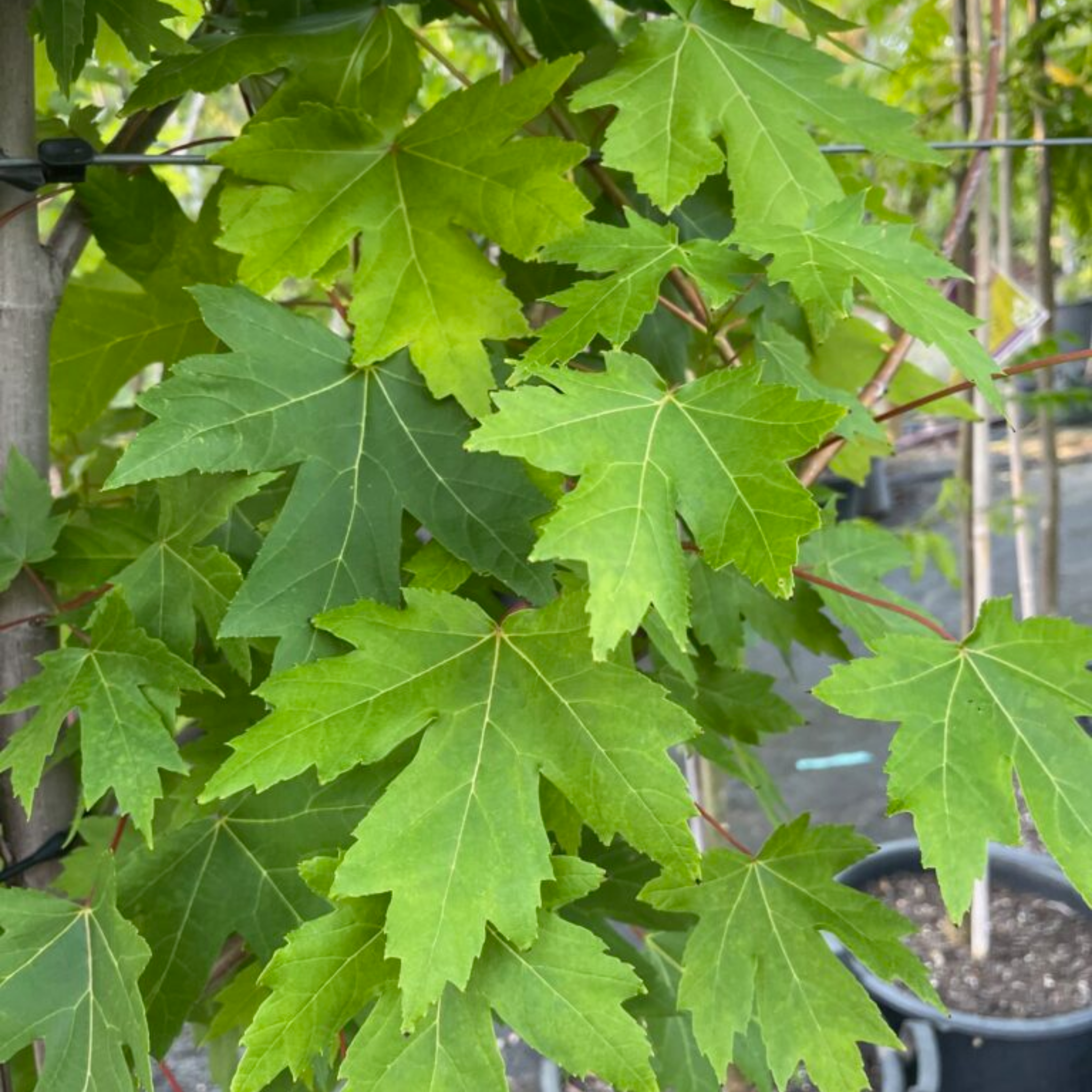 Close-up of green maple leaves with a blurred background