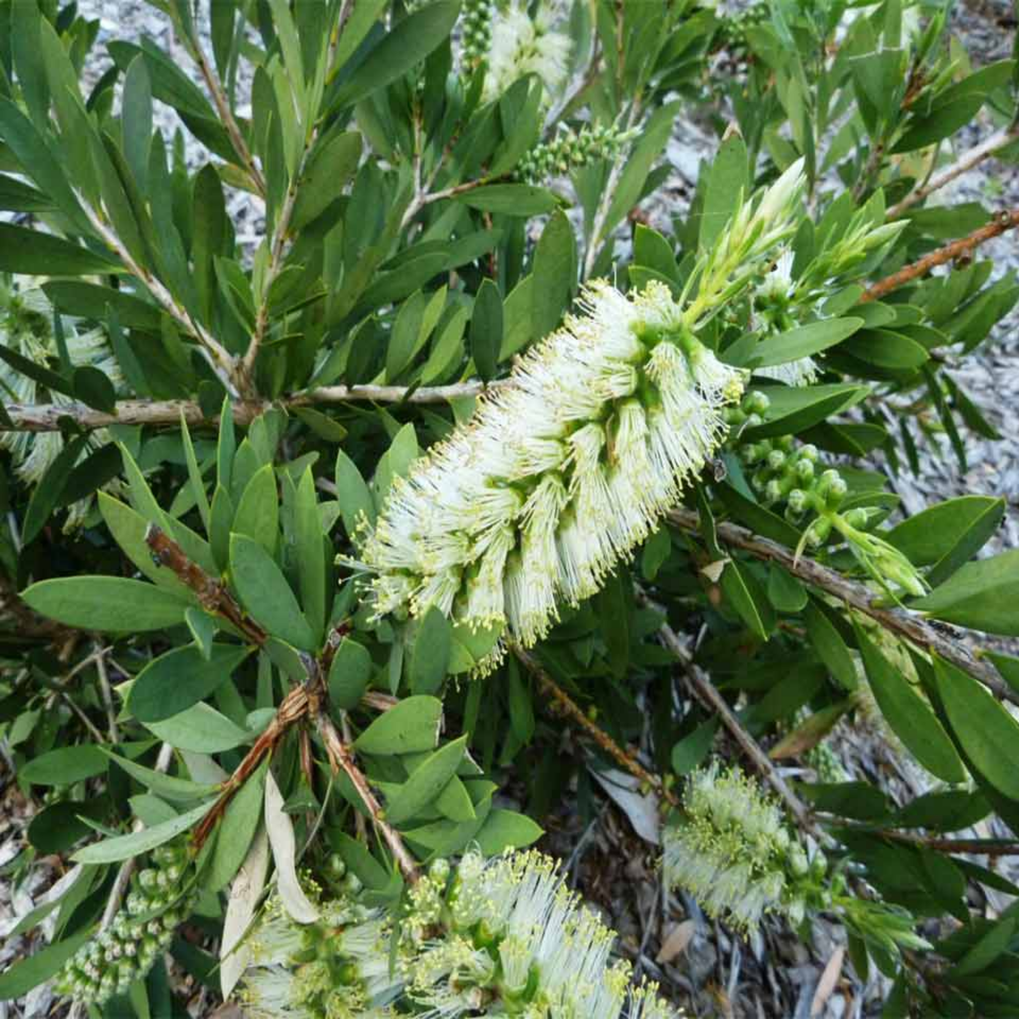 White Bottlebrush - Callistemon citrinus 'White Anzac’
