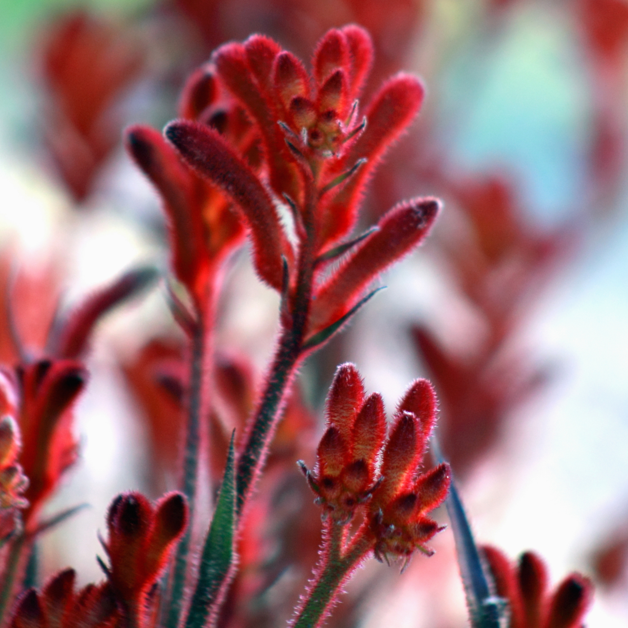 Tall Red Kangaroo Paw - Anigozanthos flavidus Landscape Scarlet