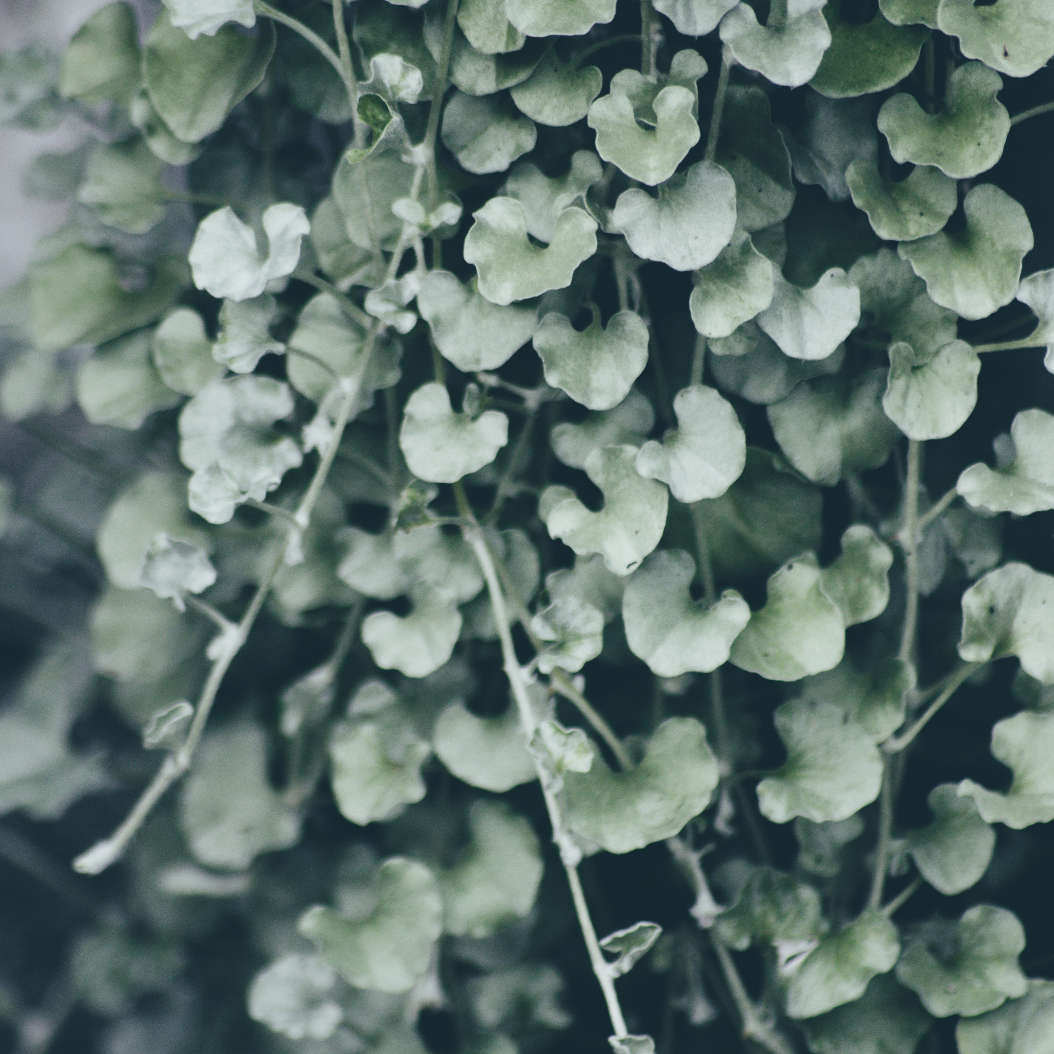 Silver Kidney Grass - Dichondra argentea Silver Falls