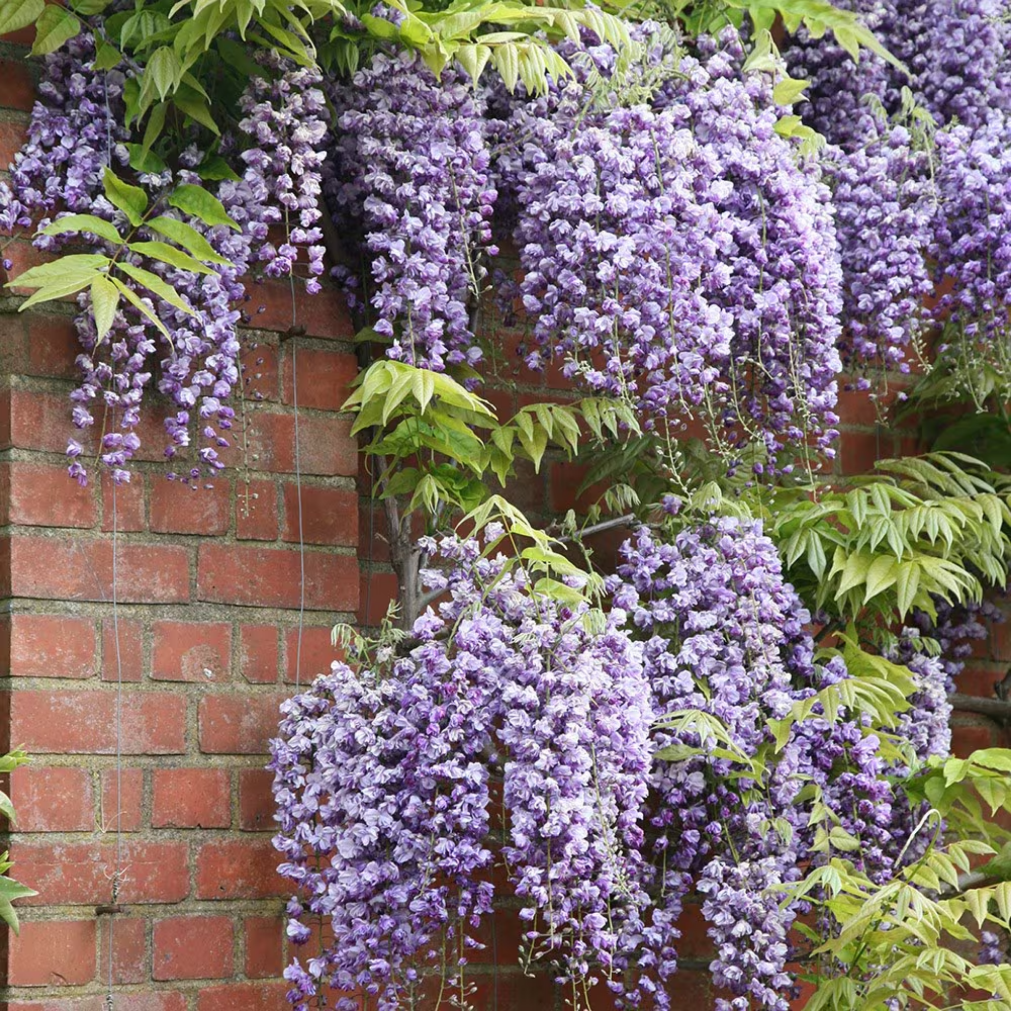 Double Purple Japanese Wisteria - Wisteria floribunda Violacea Plena