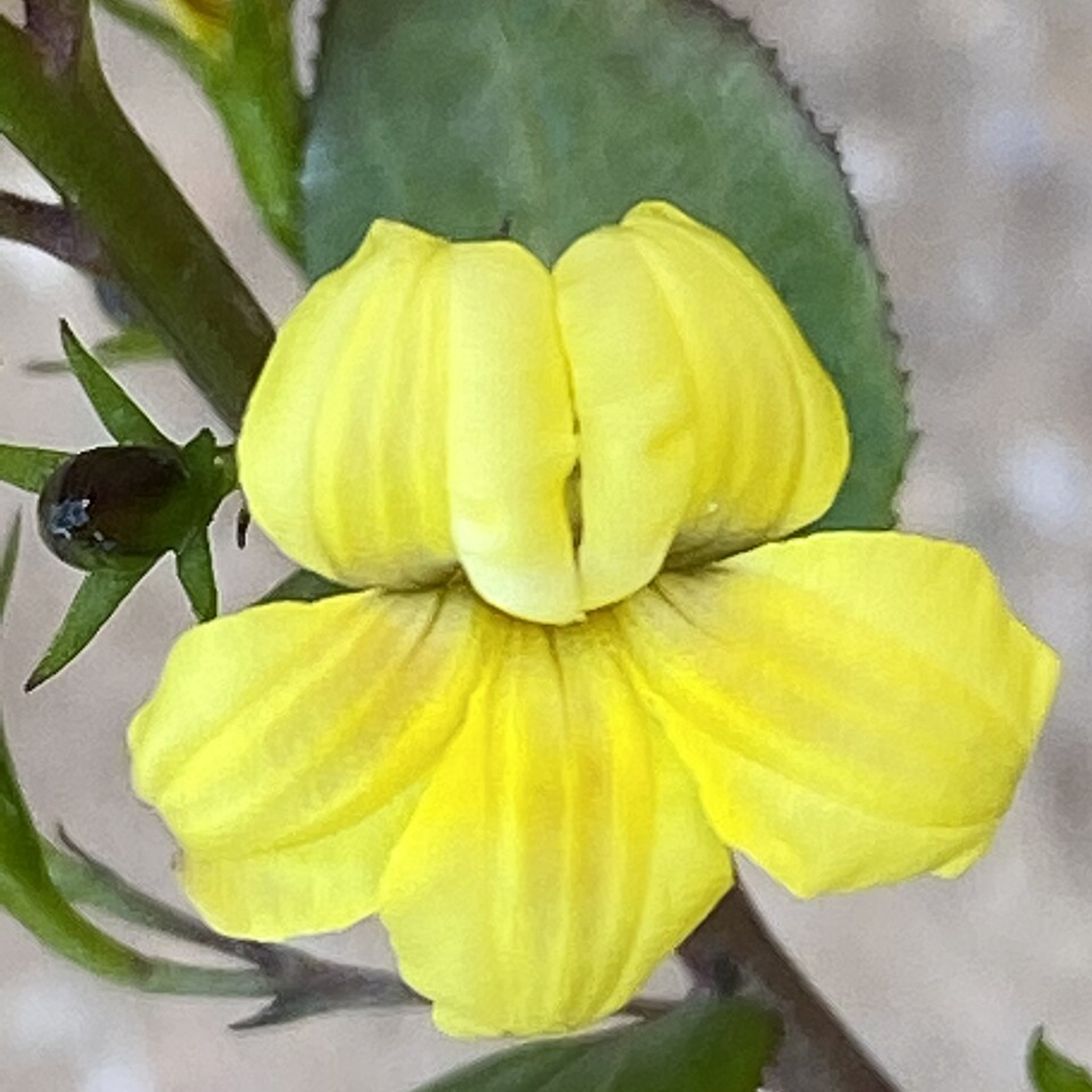 Hop Goodenia - Goodenia ovata