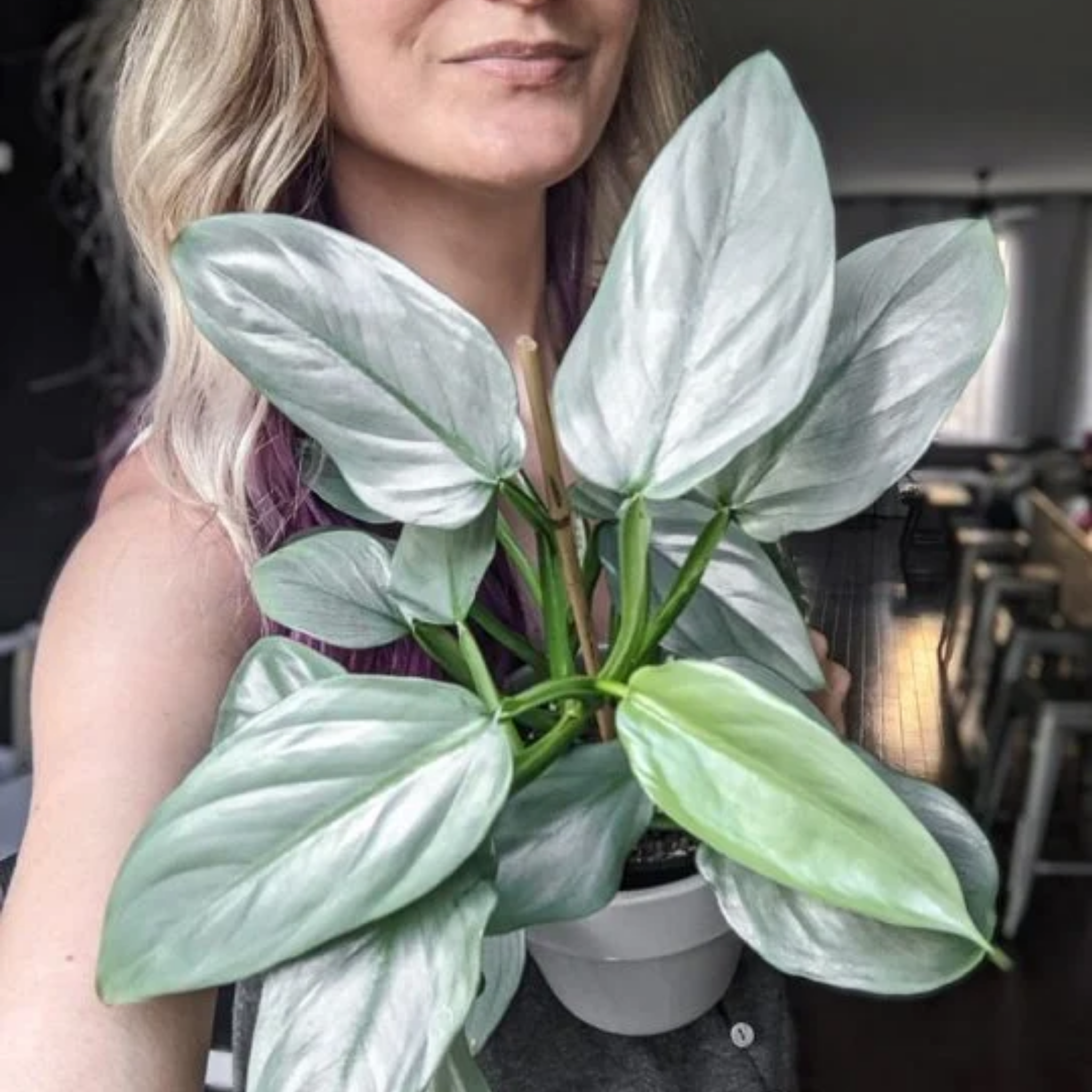 Silver Sword Philodendron - Philodendron hastatum