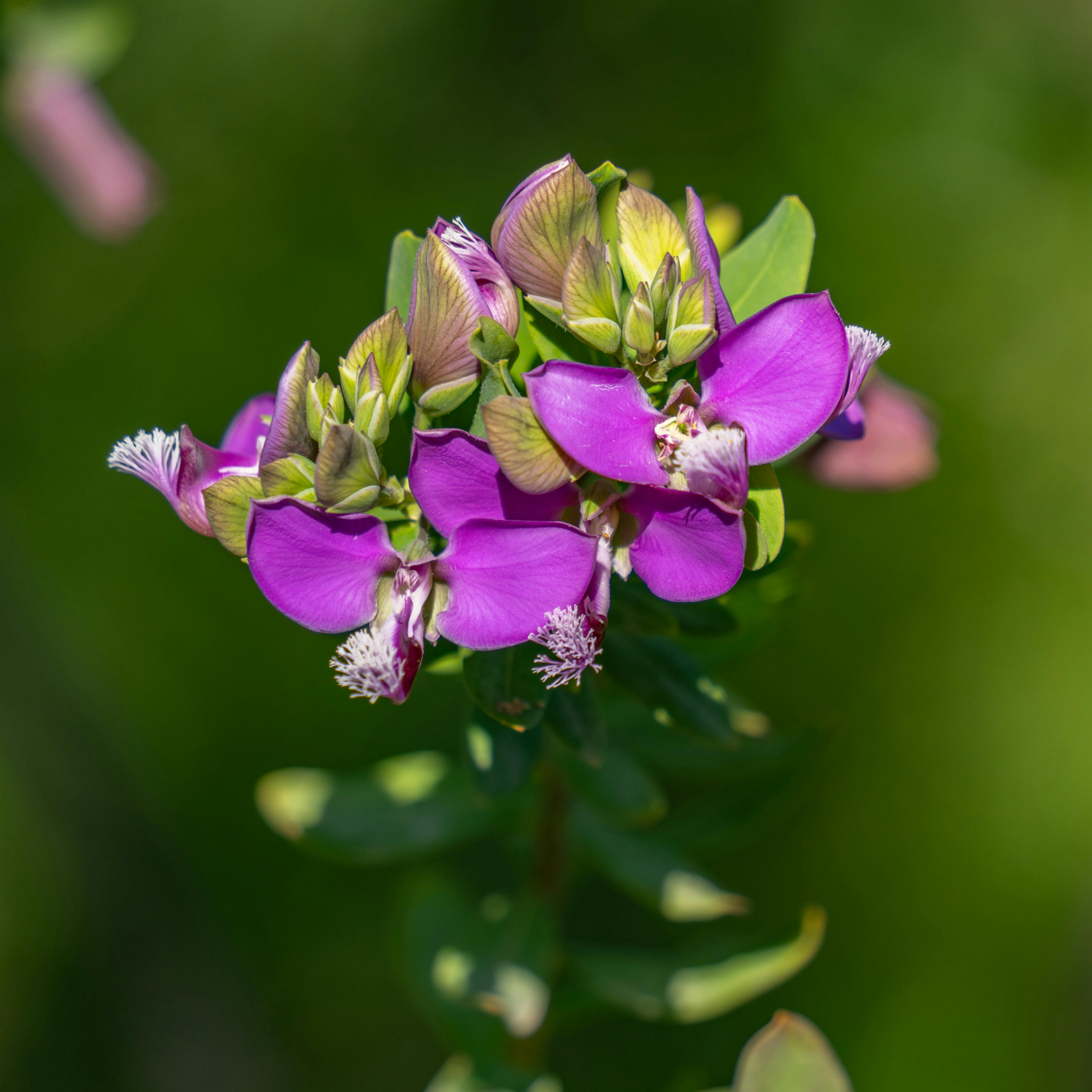 Little Polly Dwarf Sweet Pea Shrub - Polygala oppositifolia Little Polly