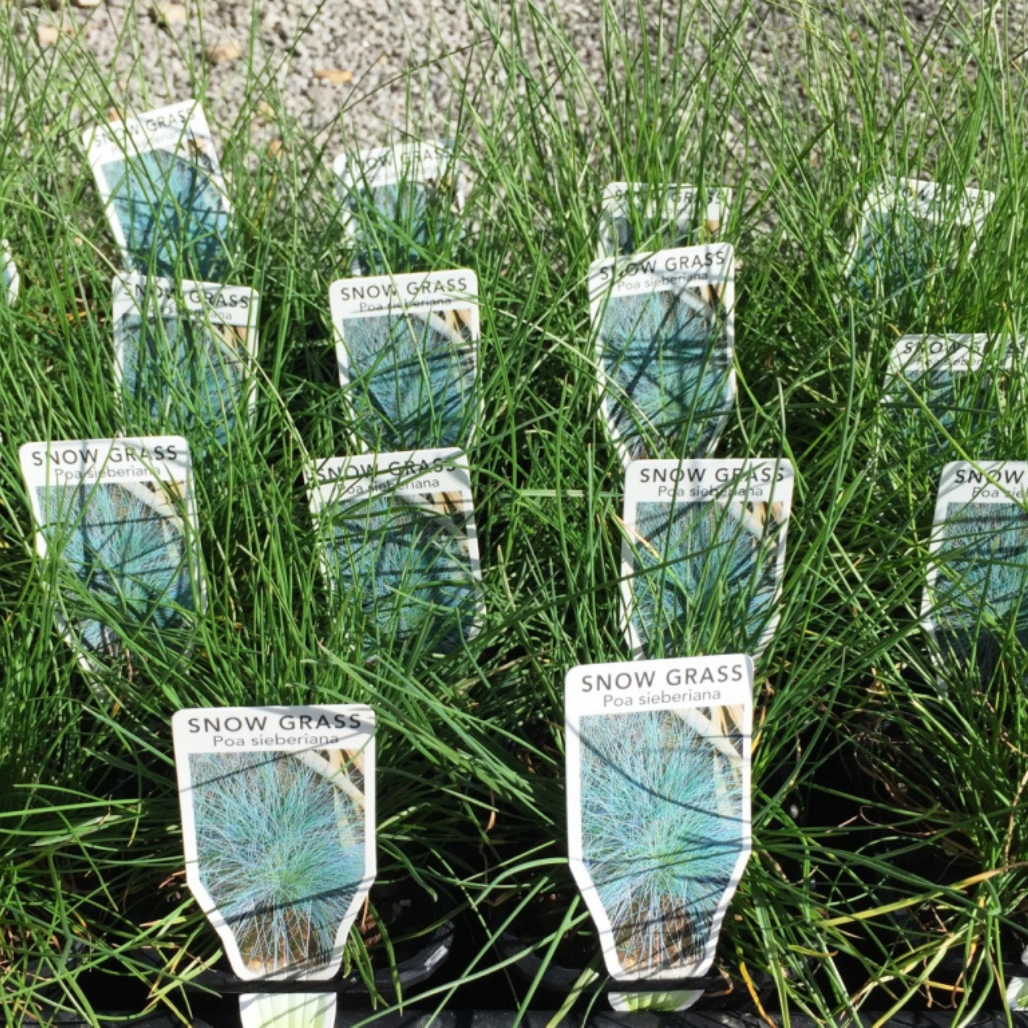 Snow Grass / Grey Tussock Grass - Poa sieberiana