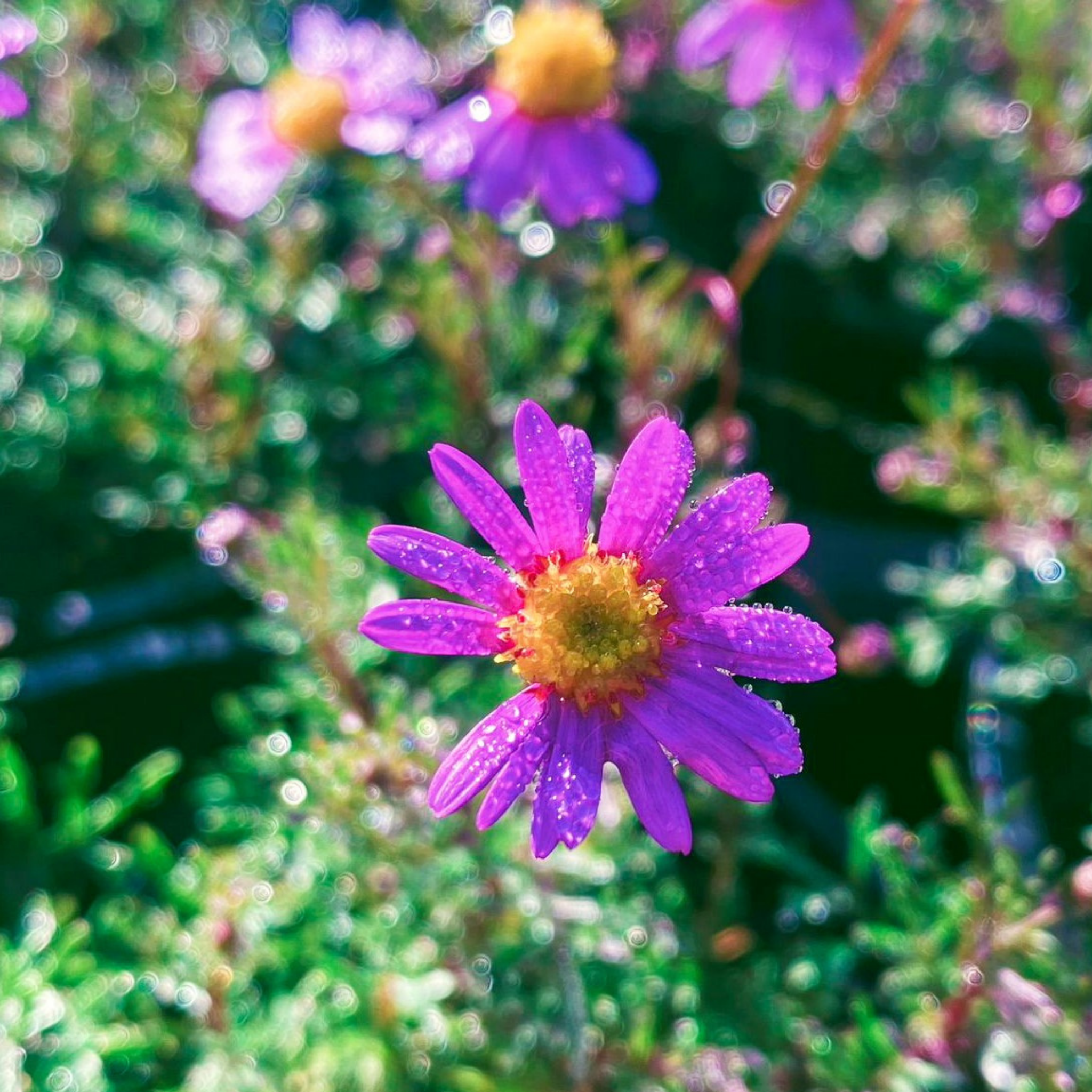Cut Leaf Daisy Break O Day - Brachyscome multifida Break O Day