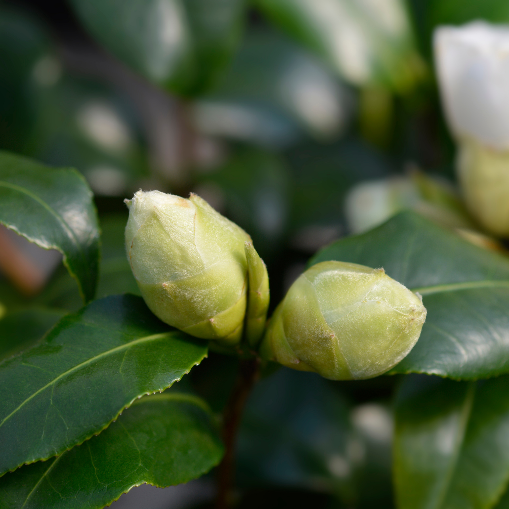 Camellia japonica Brushfields Yellow