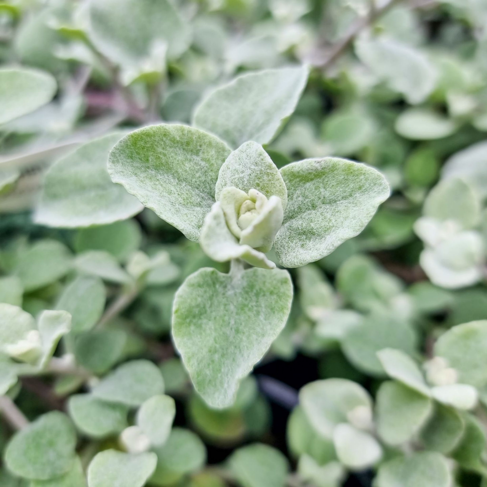 Silver Bush Everlasting Flower - Helichrysum petiolare - Licorice Plant