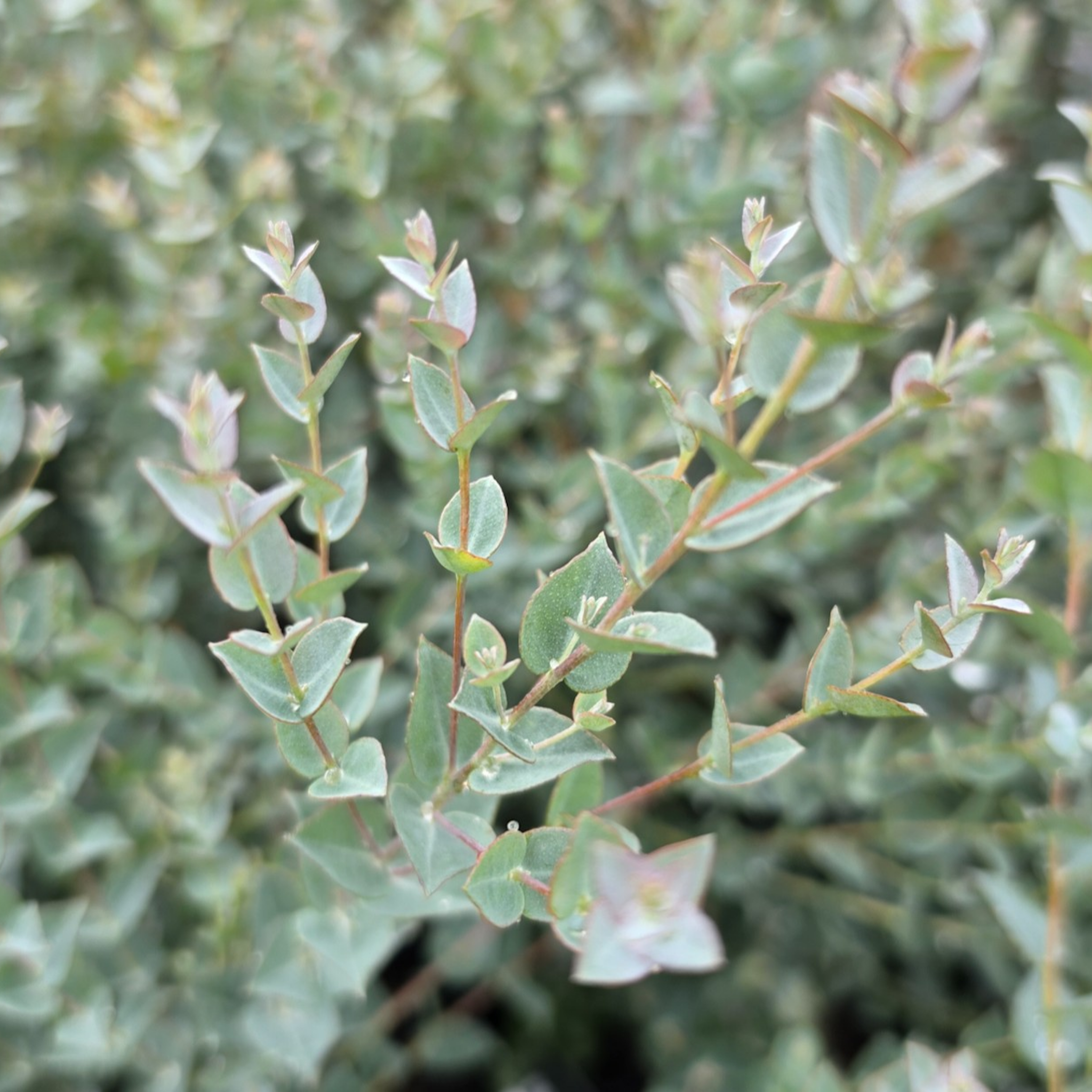 Narrow Leaved Red Mallee - Eucalyptus latens Moon Lagoon