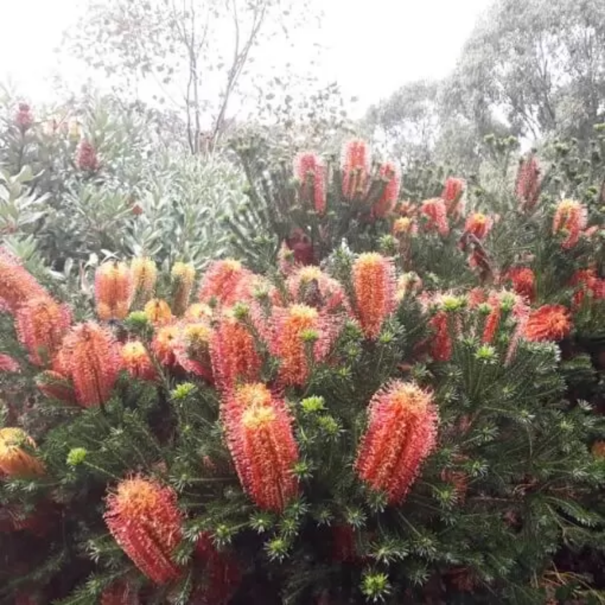 Floral arrangement with red and green flowers in a natural setting