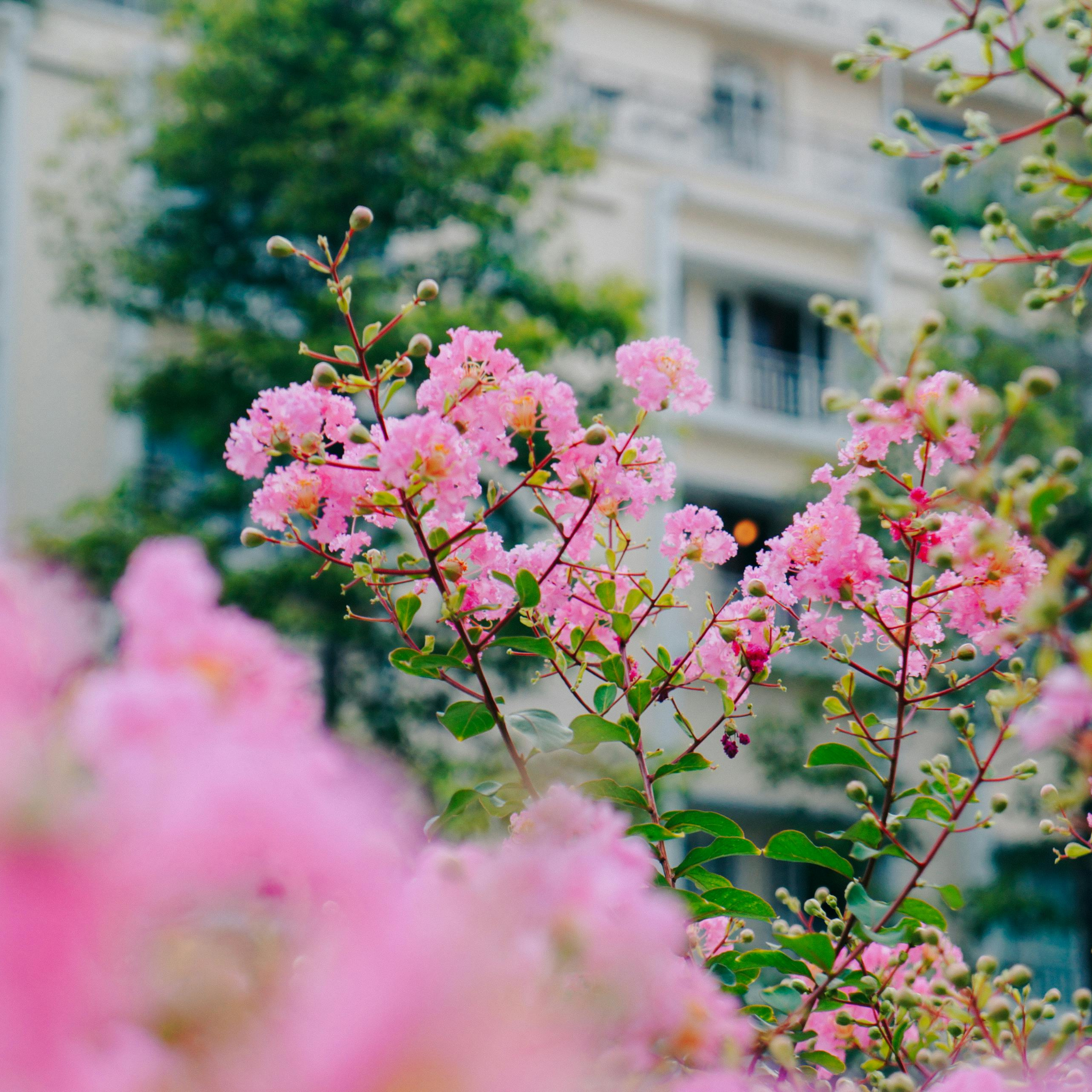 Pink Crepe Myrtle - Lagerstroemia indica fauriei Biloxi