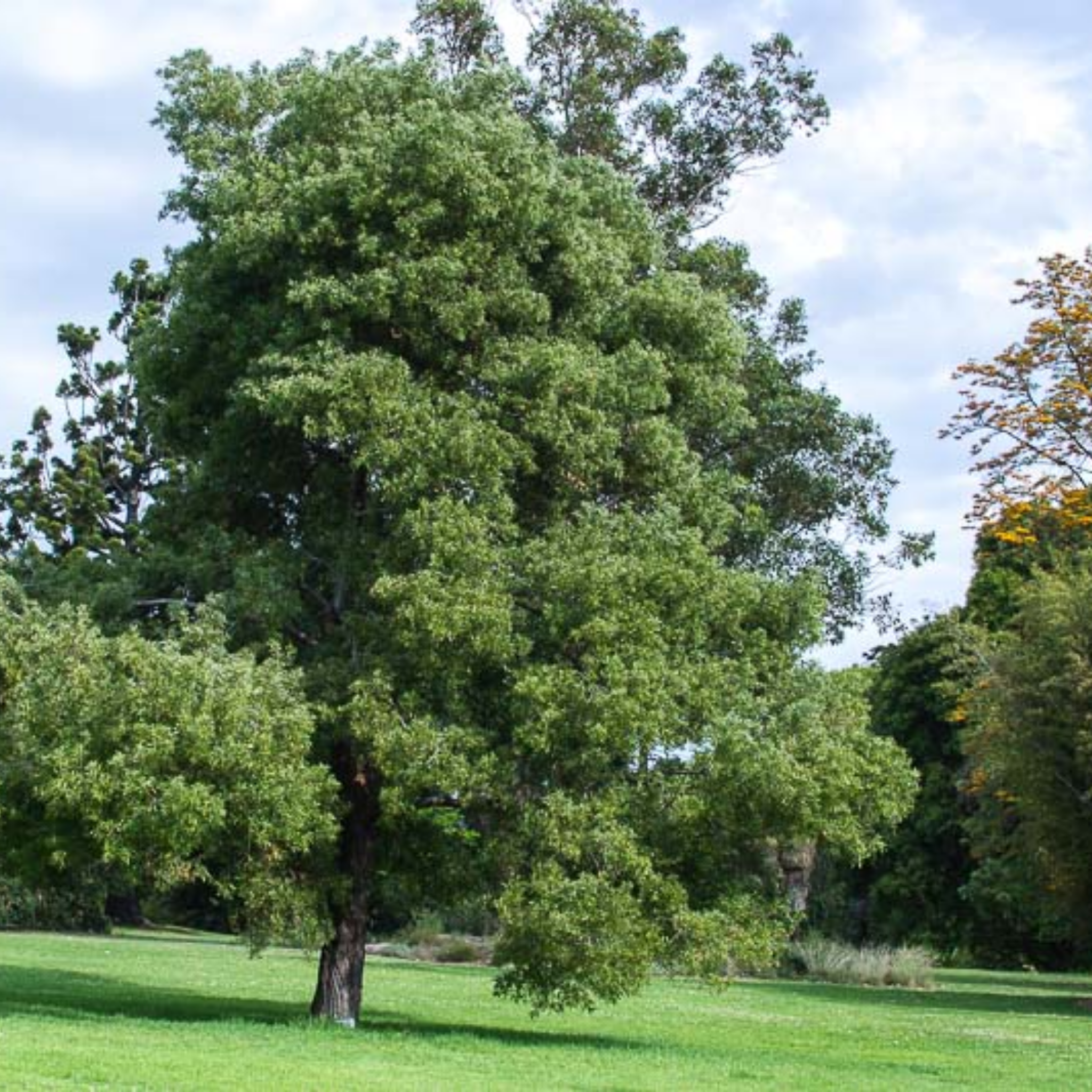 Large tree with green leaves on a grassy field with a blue sky.