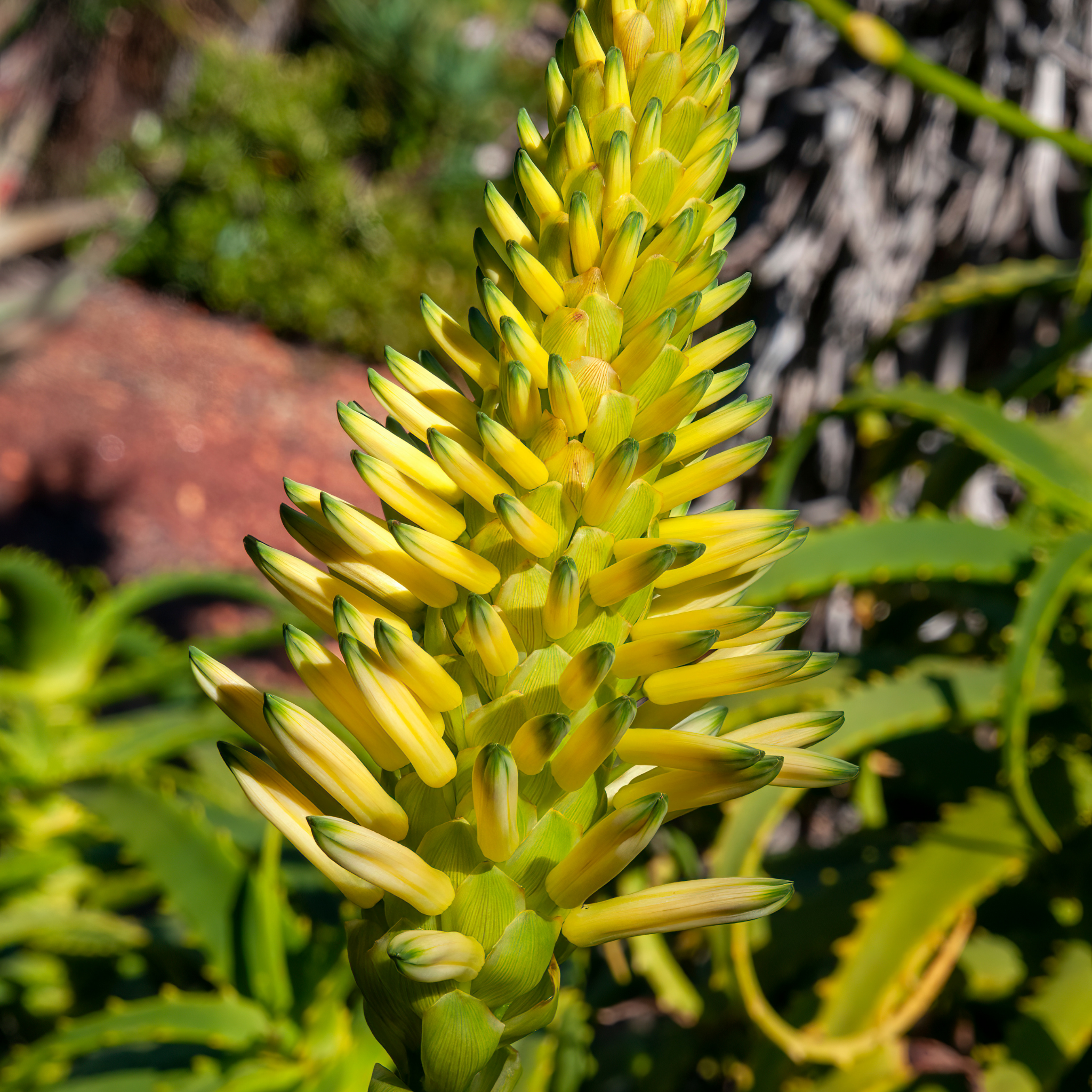 Aloe hybrida Bush Baby Yellow