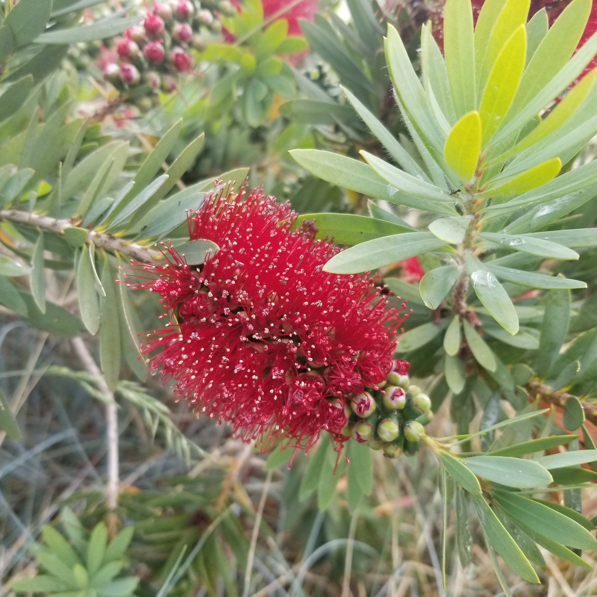 Weeping Bottlebrush Hannah Ray - Callistemon viminalis 'Hannah Ray'