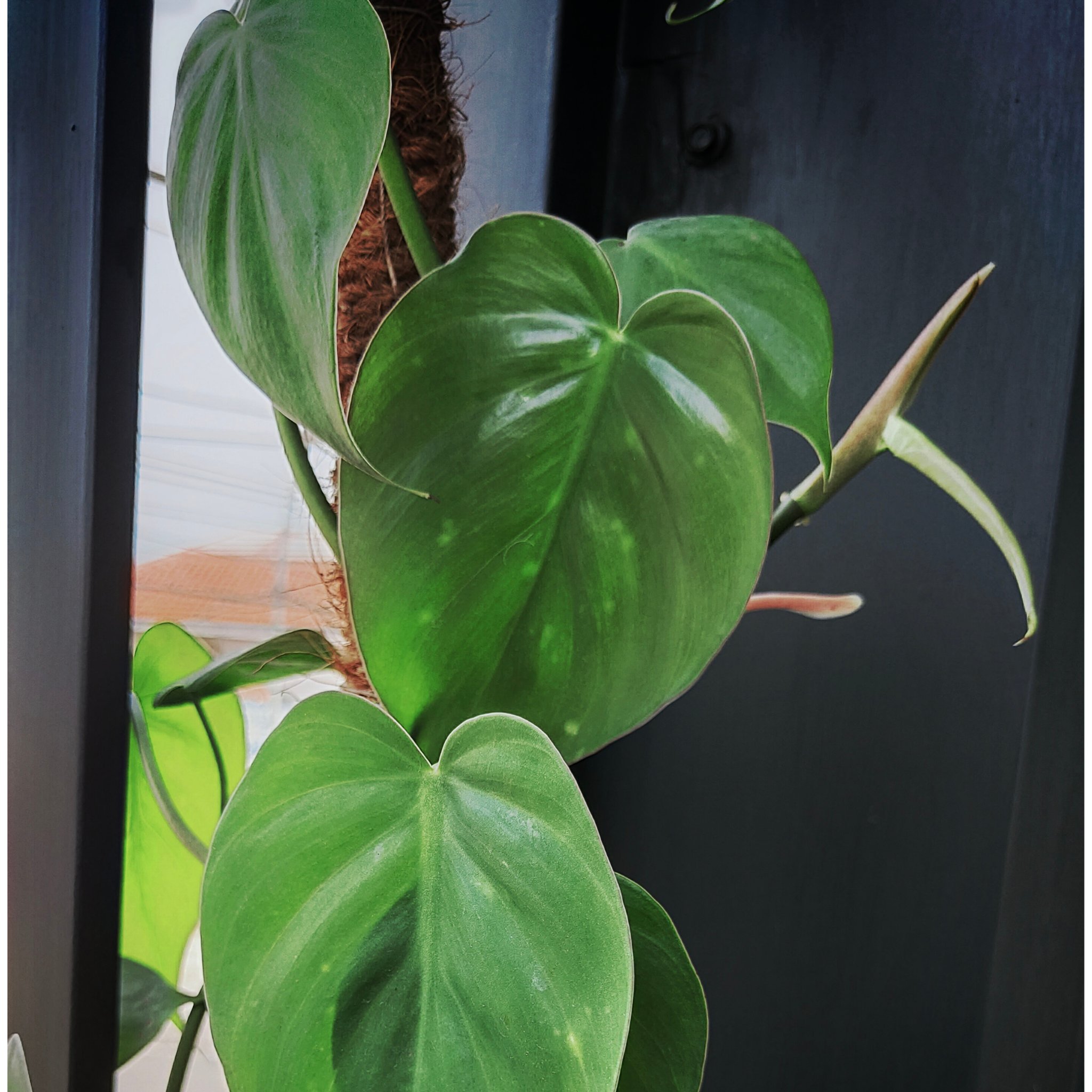 Heart Leaf Philodendron - Philodendron cordatum