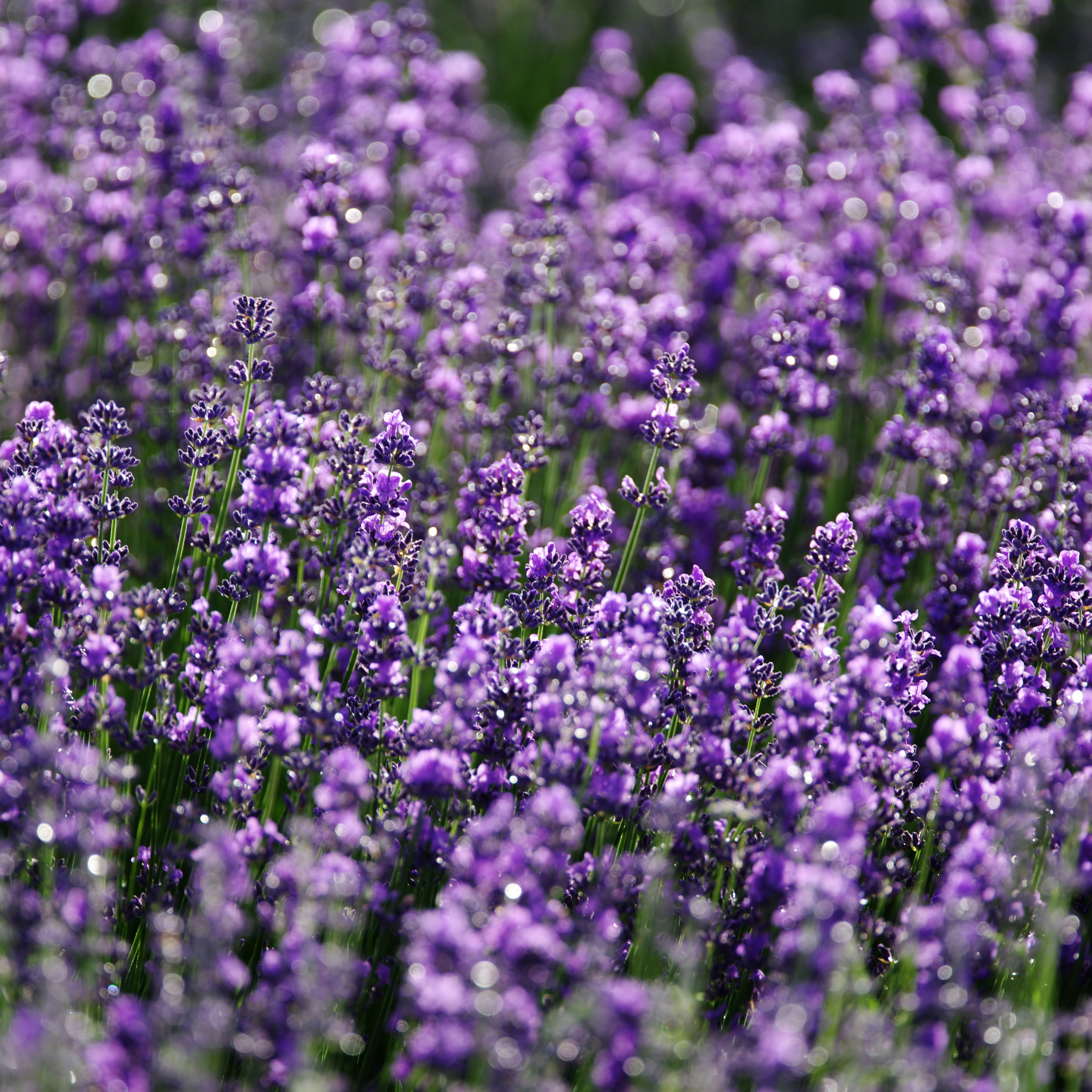 Dutch Lavender - Lavandula intermedia 'Grosso'
