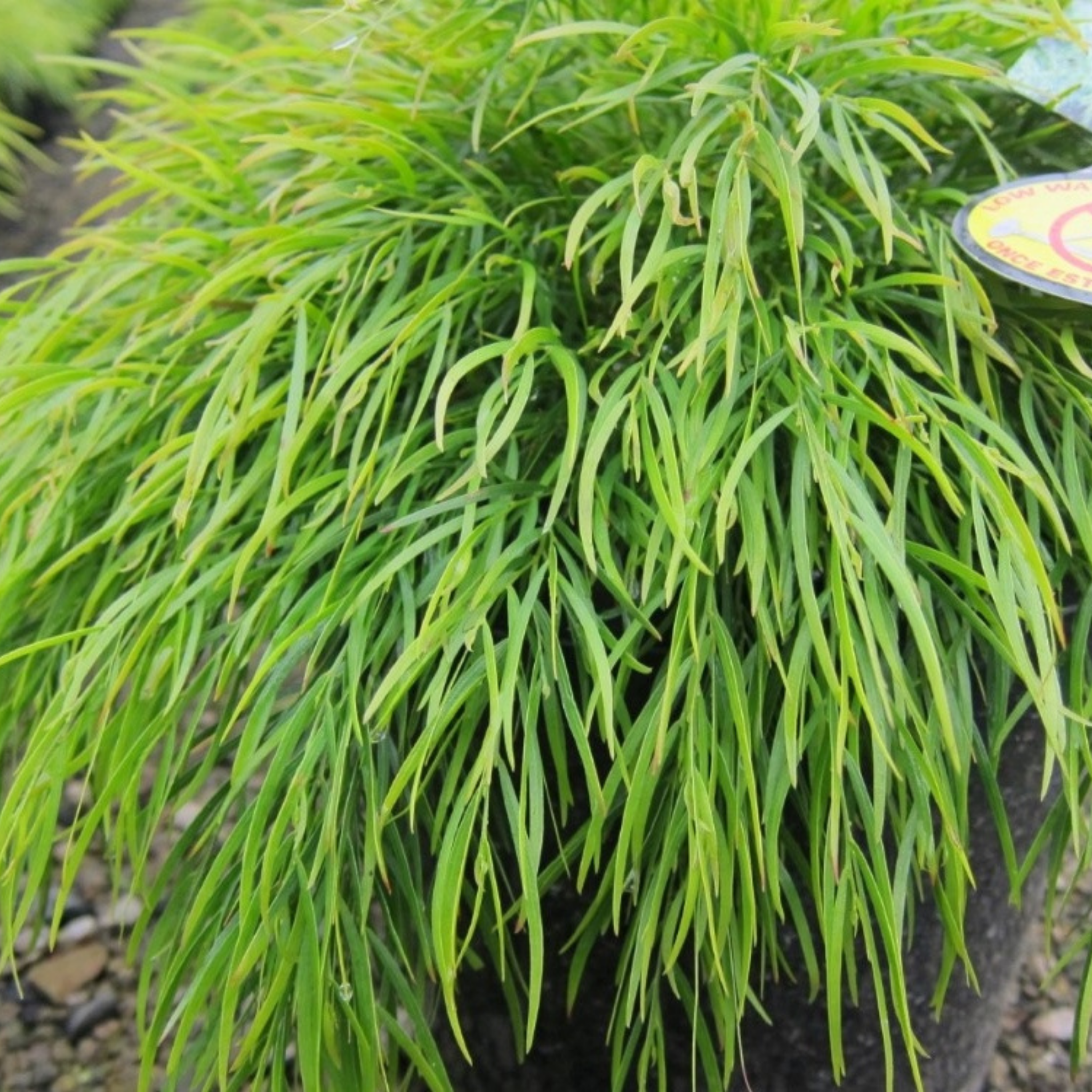 Potted plant with long, thin green leaves on a blurred background