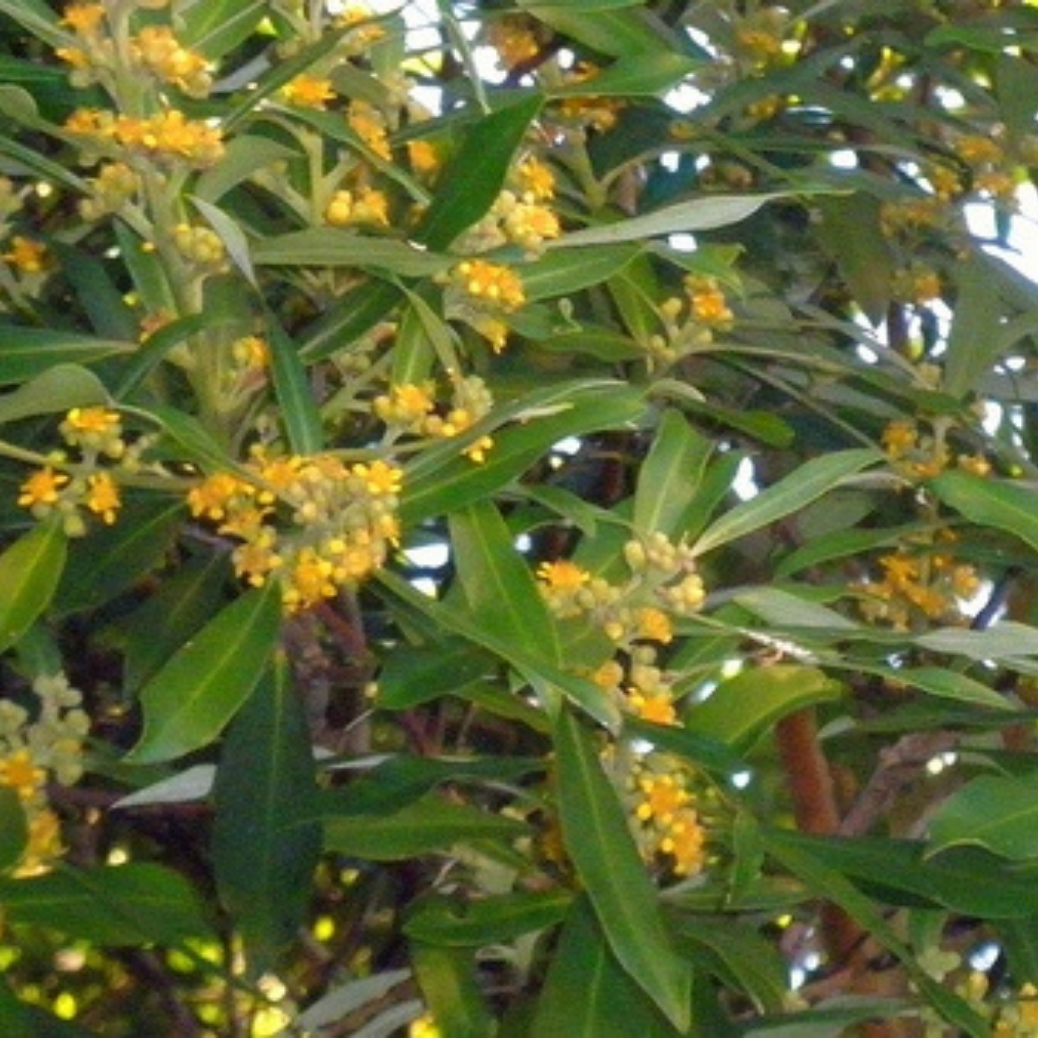 Water Gum tree - Tristaniopsis laurina