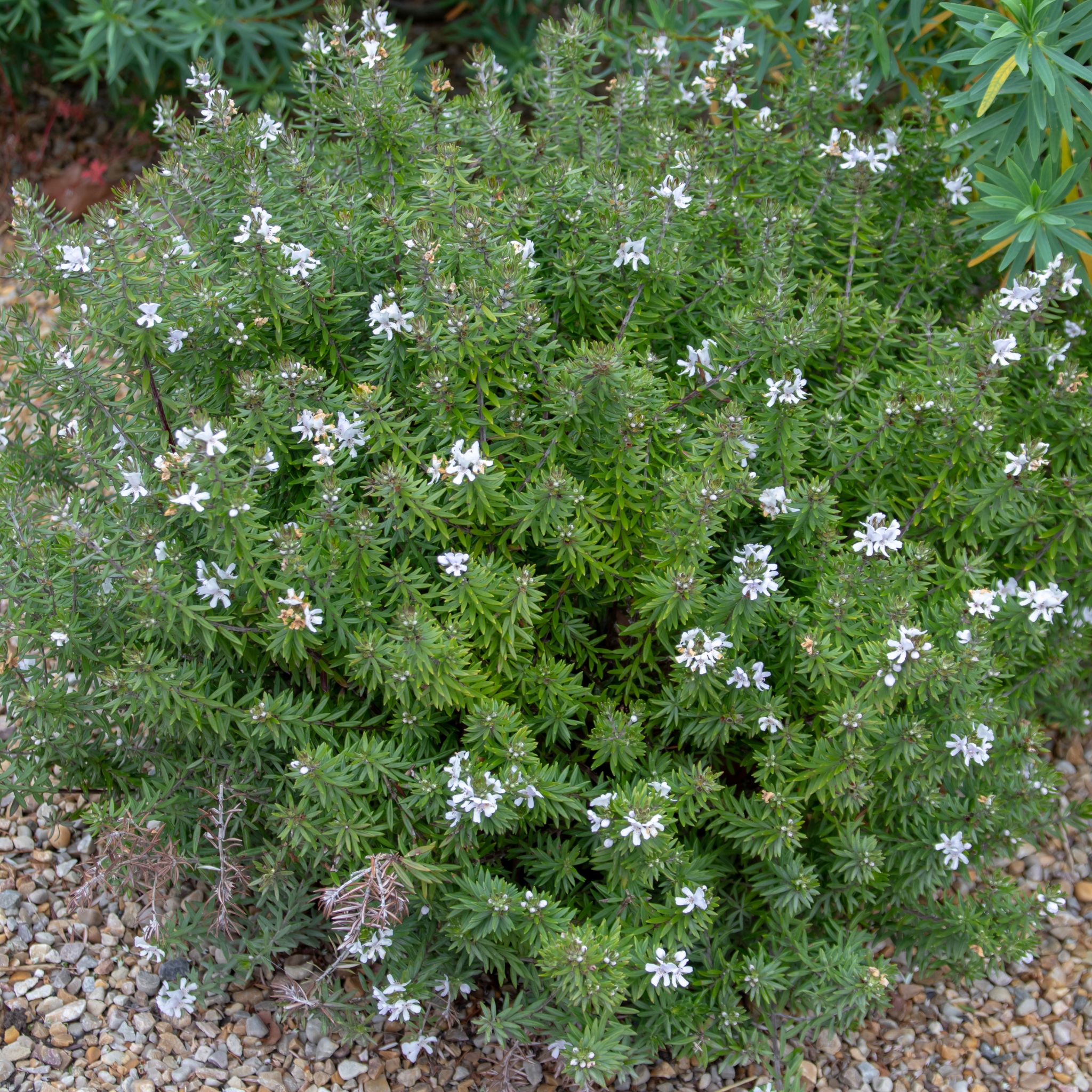 Grey Box Native Rosemary - Westringia fruticosa Grey Box
