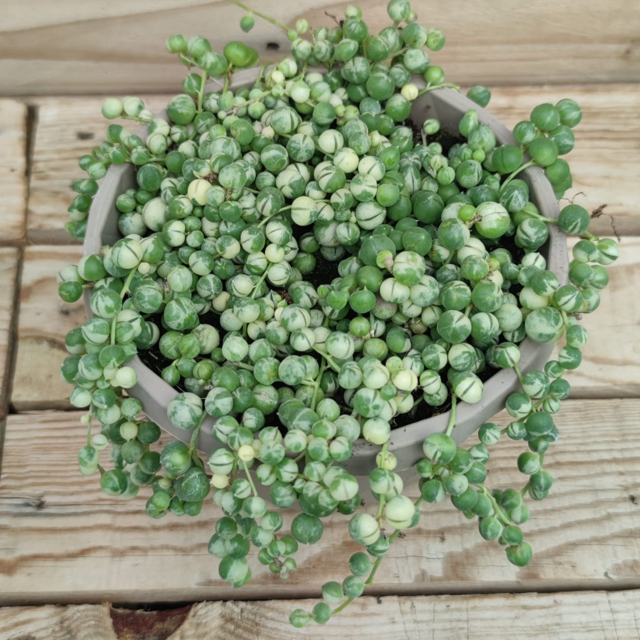 Variegated String of Pearls - Senecio rowleyanus Variegata