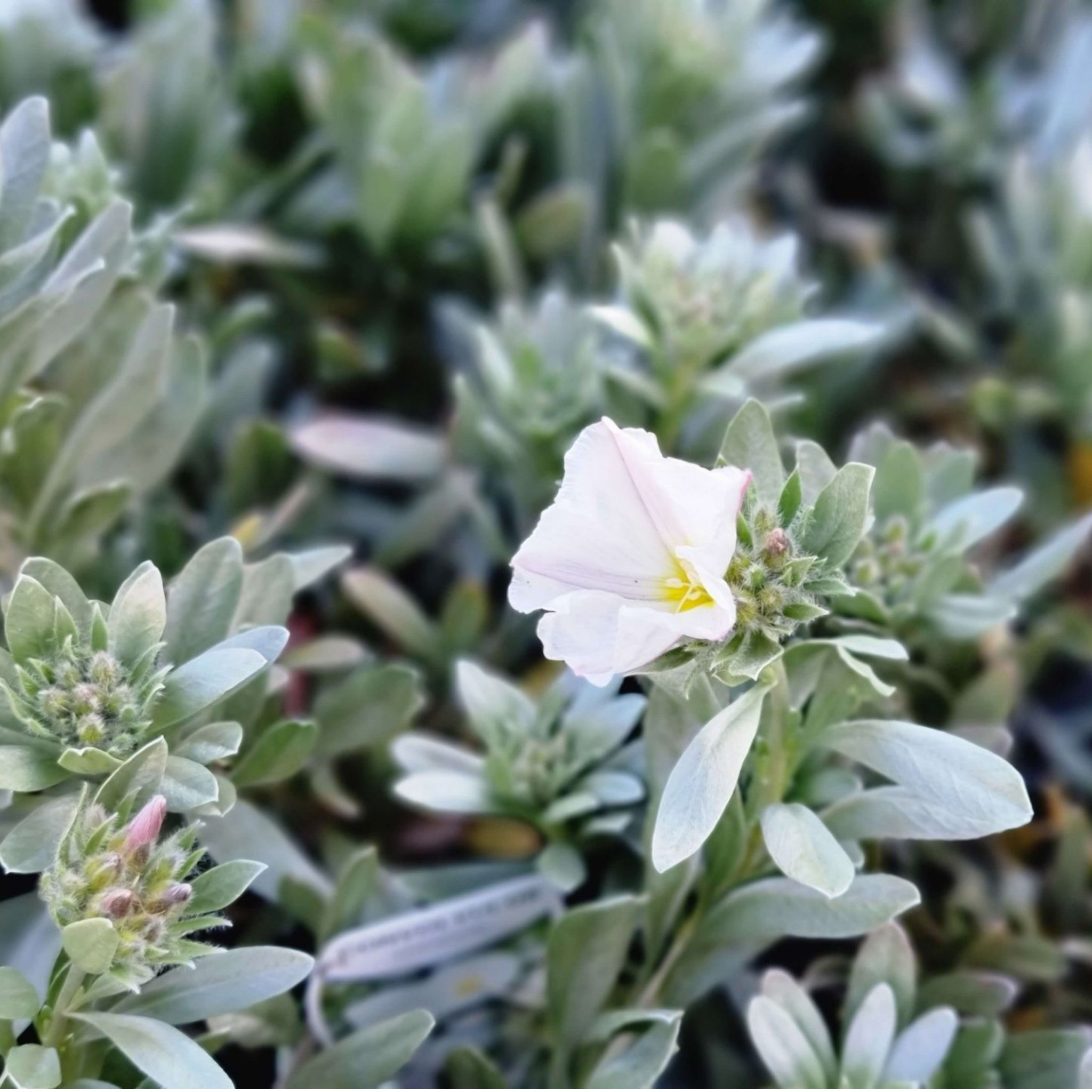 Silver Bush - Convolvulus cneorum