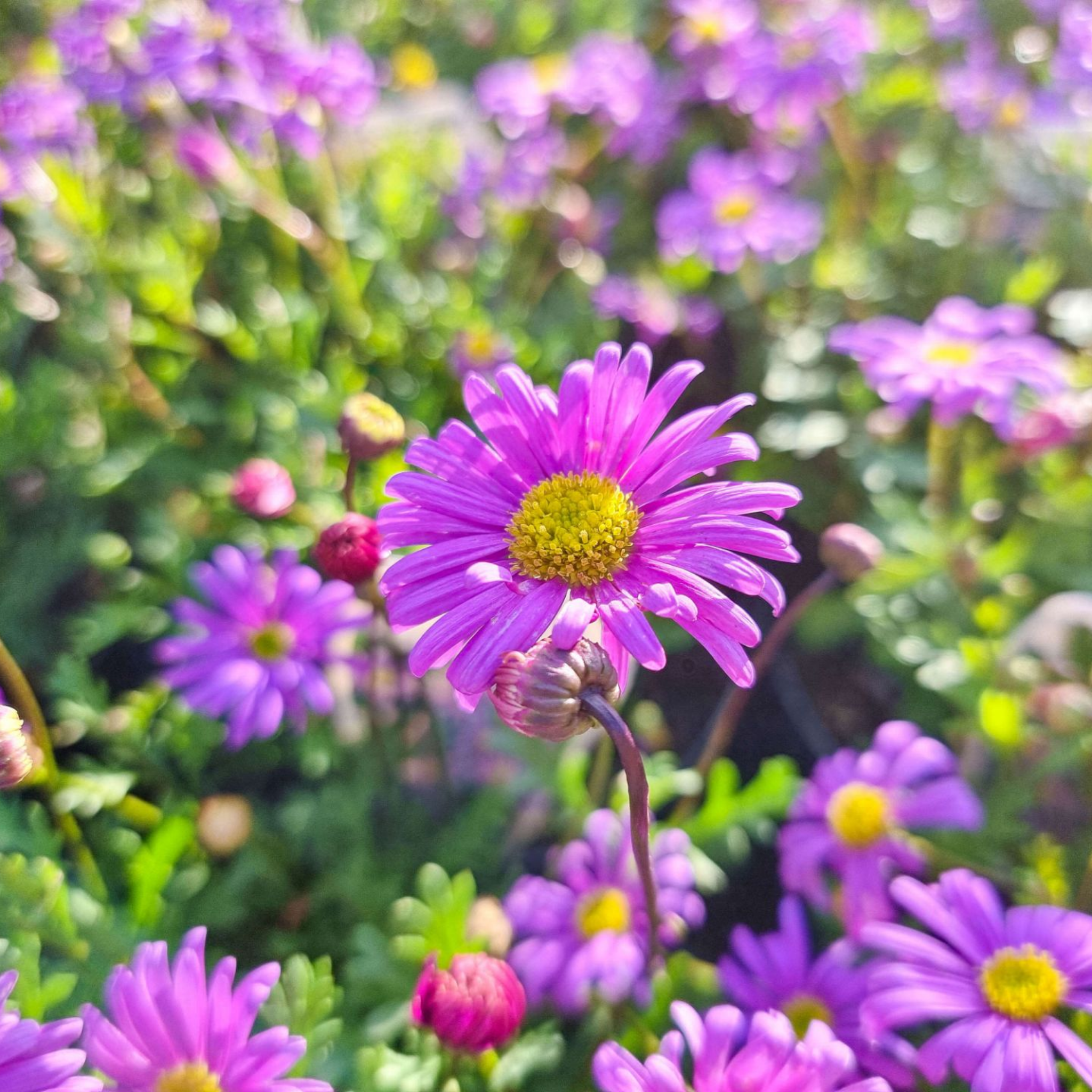 Stiff Daisy Fresco Candy - Brachyscome angustifolia 'Fresco Candy'