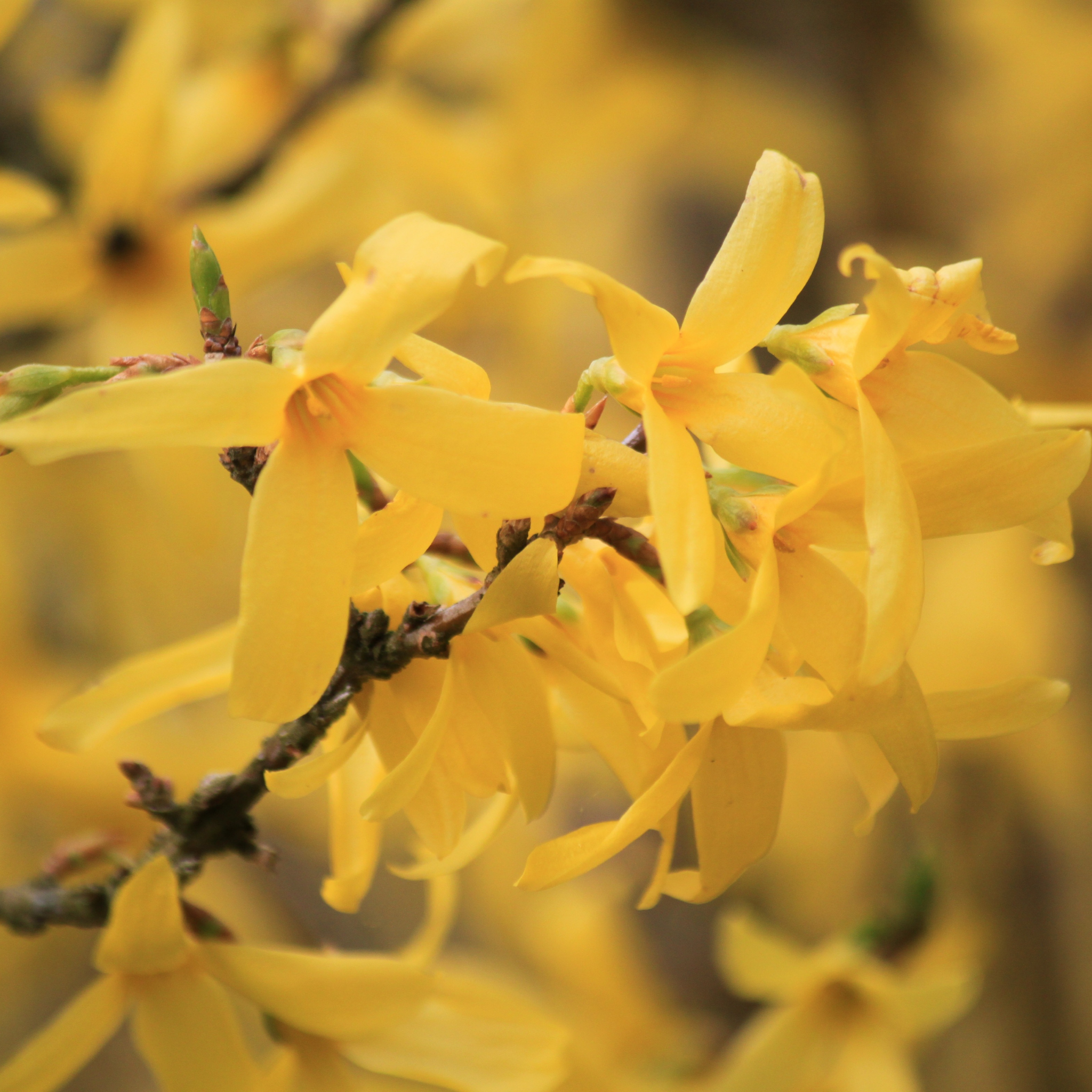 Border Forsythia - Forsythia intermedia Beatrix Farrand