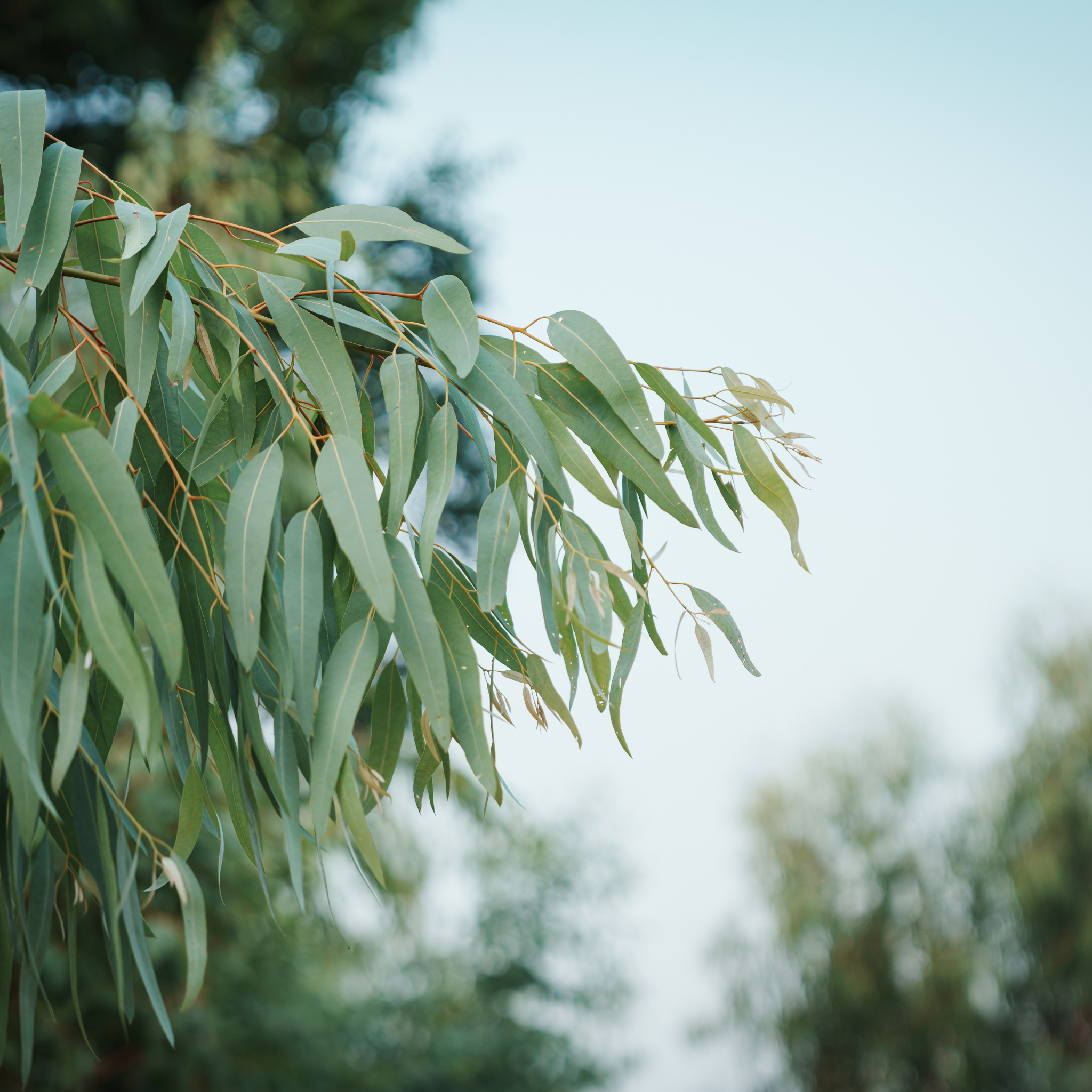 Yellow Gum - Eucalyptus leucoxylon