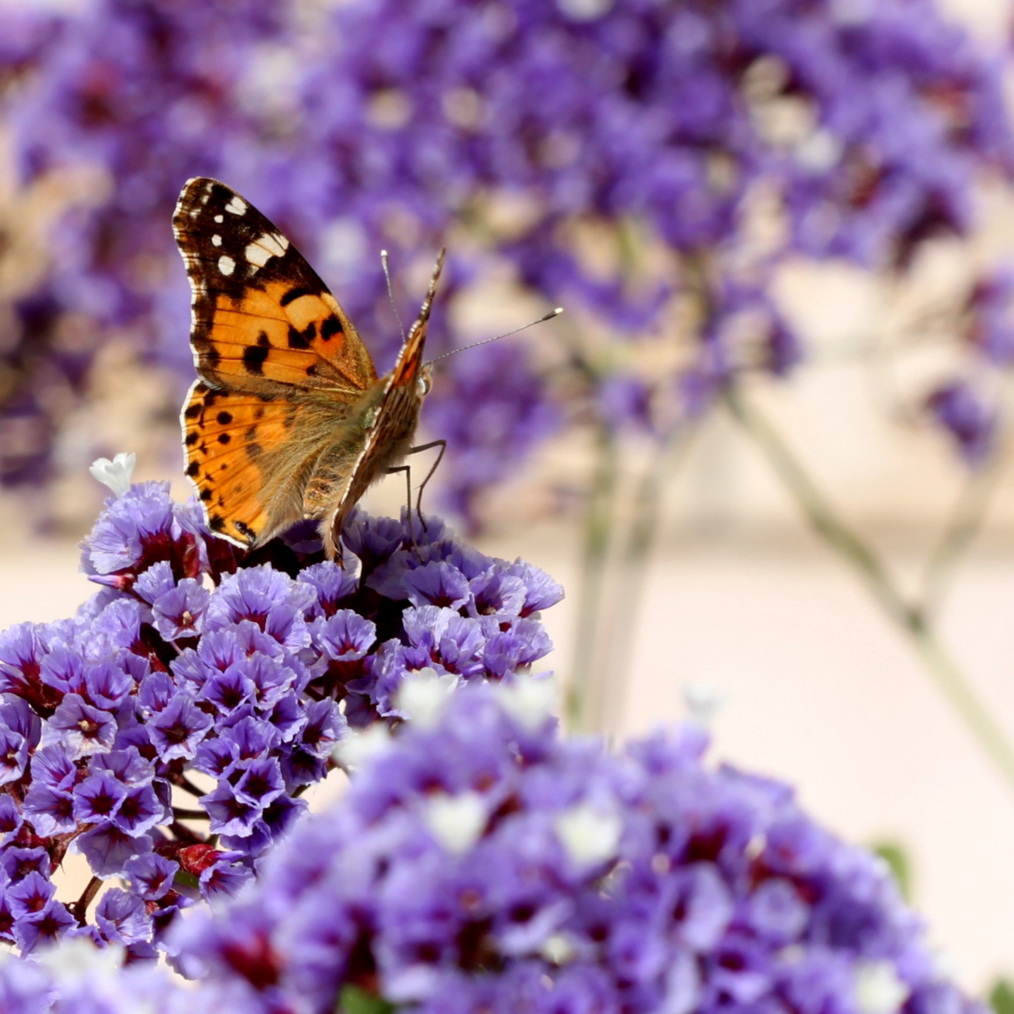 Sea Lavender - Limonium perezii