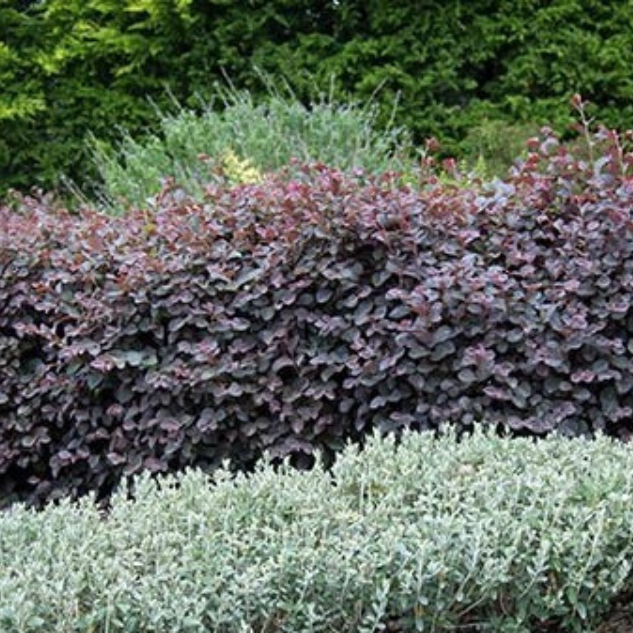 Chinese fringe flower - Loropetalum chinense Plum Gorgeous PBR