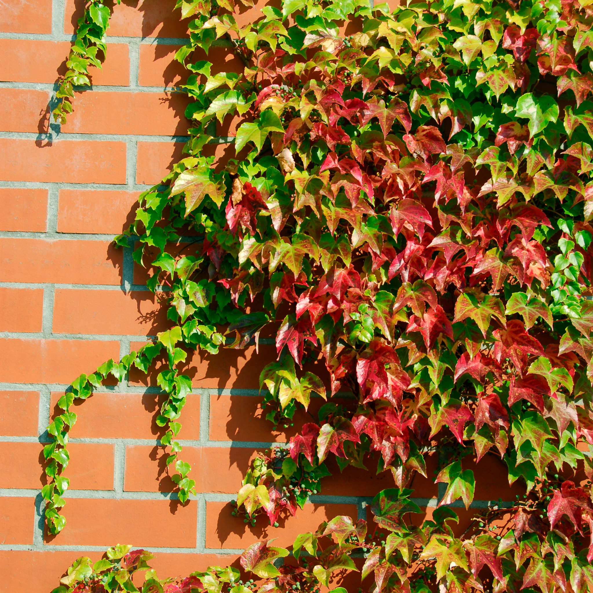 Boston Ivy - Parthenocissus tricuspidata
