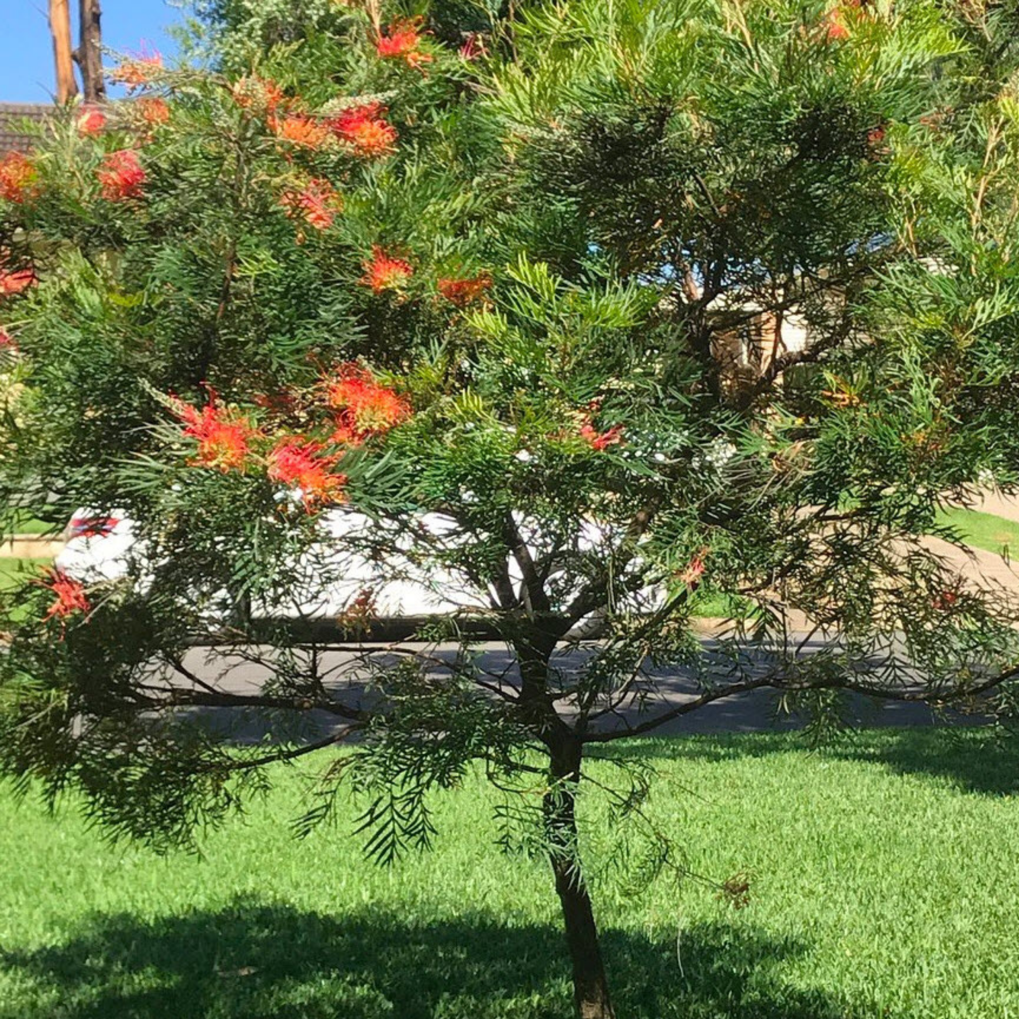 Grevillea 'Ned Kelly' - Grevillea banksii bipinnatifid Ned Kelly