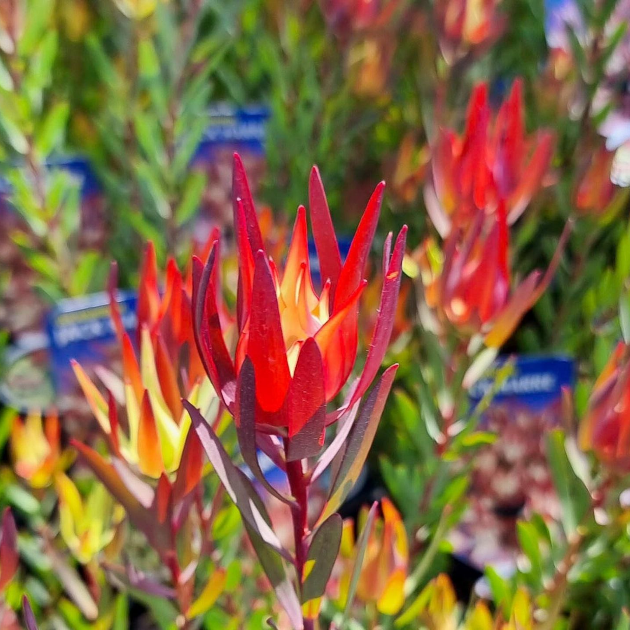 Conebush Jack Harre - Leucadendron salignum Jack Harre