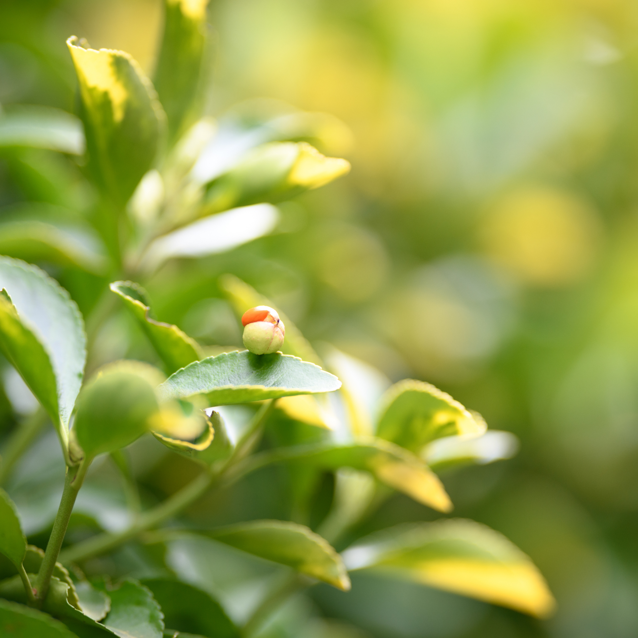 Tom Thumb Dwarf Euonymus - Euonymus japonicus 'Microphyllus' Tom Thumb