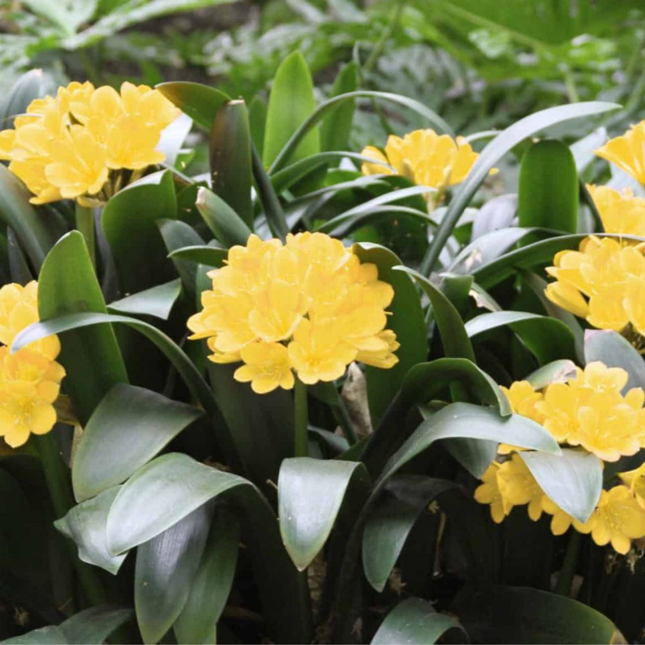 Yellow flowers with green leaves in a natural setting