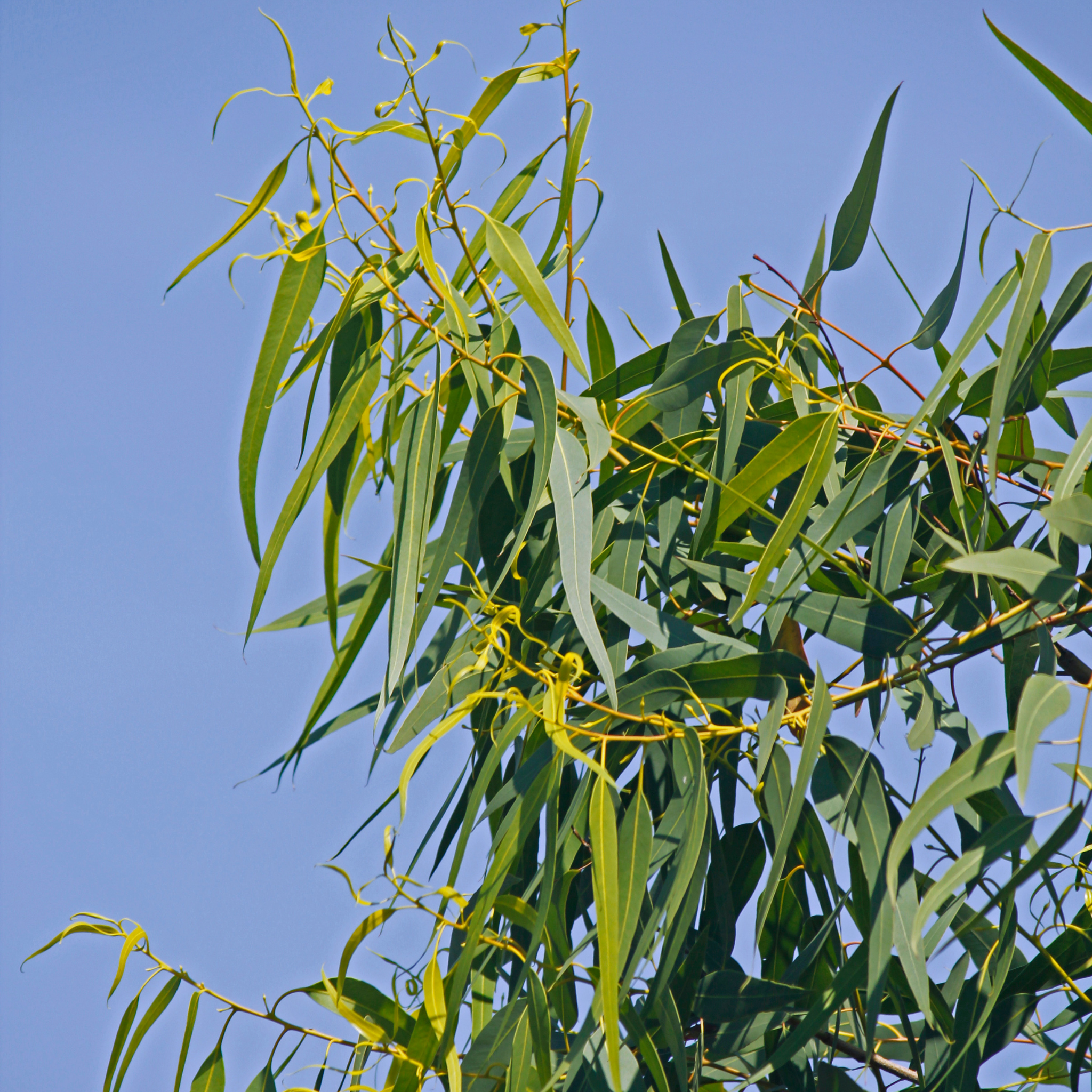 Lemon Scented Gum Baby Cinto - Corymbia citriodora 'Baby Citro'