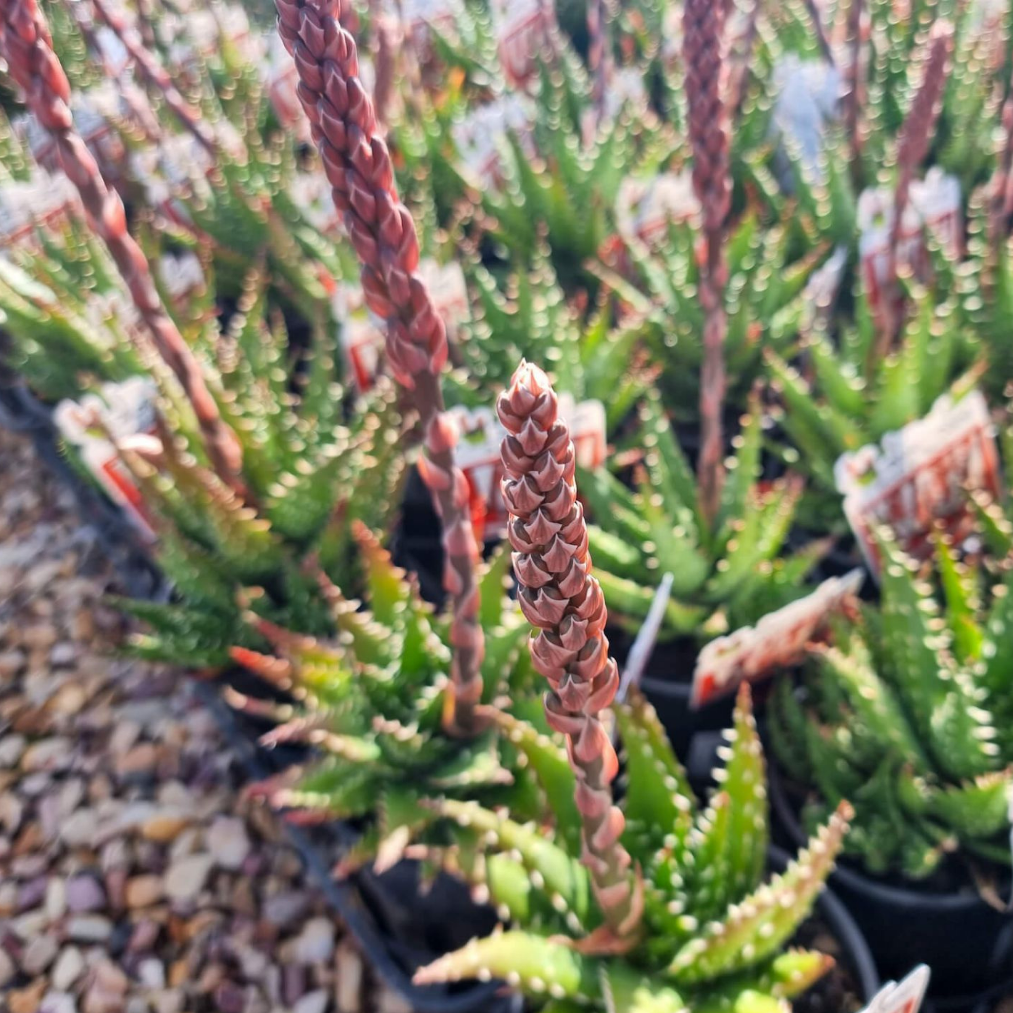 Aloe hybrida Bumble Bee